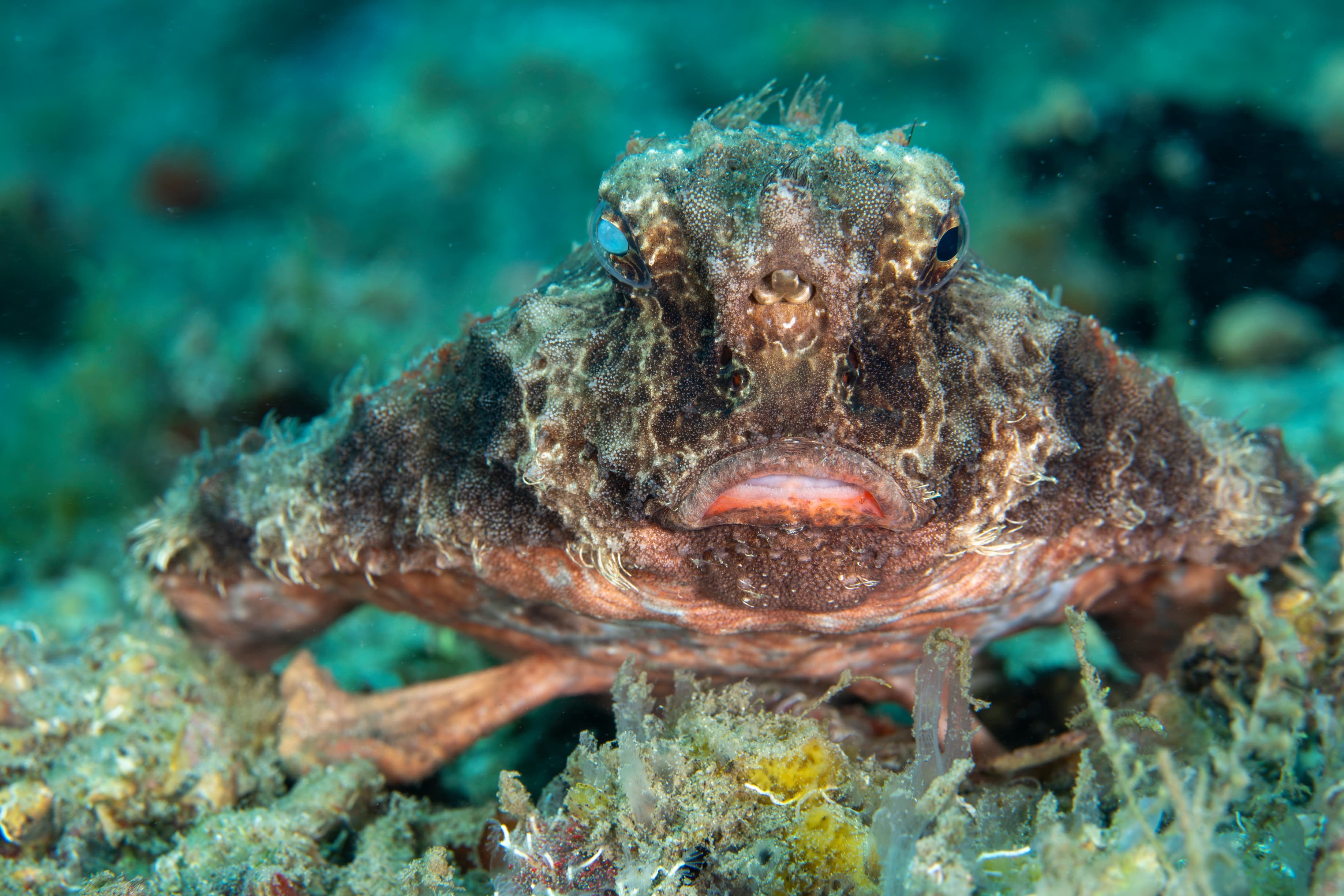 Red-lipped Batfish (Ogcocephalus darwini)