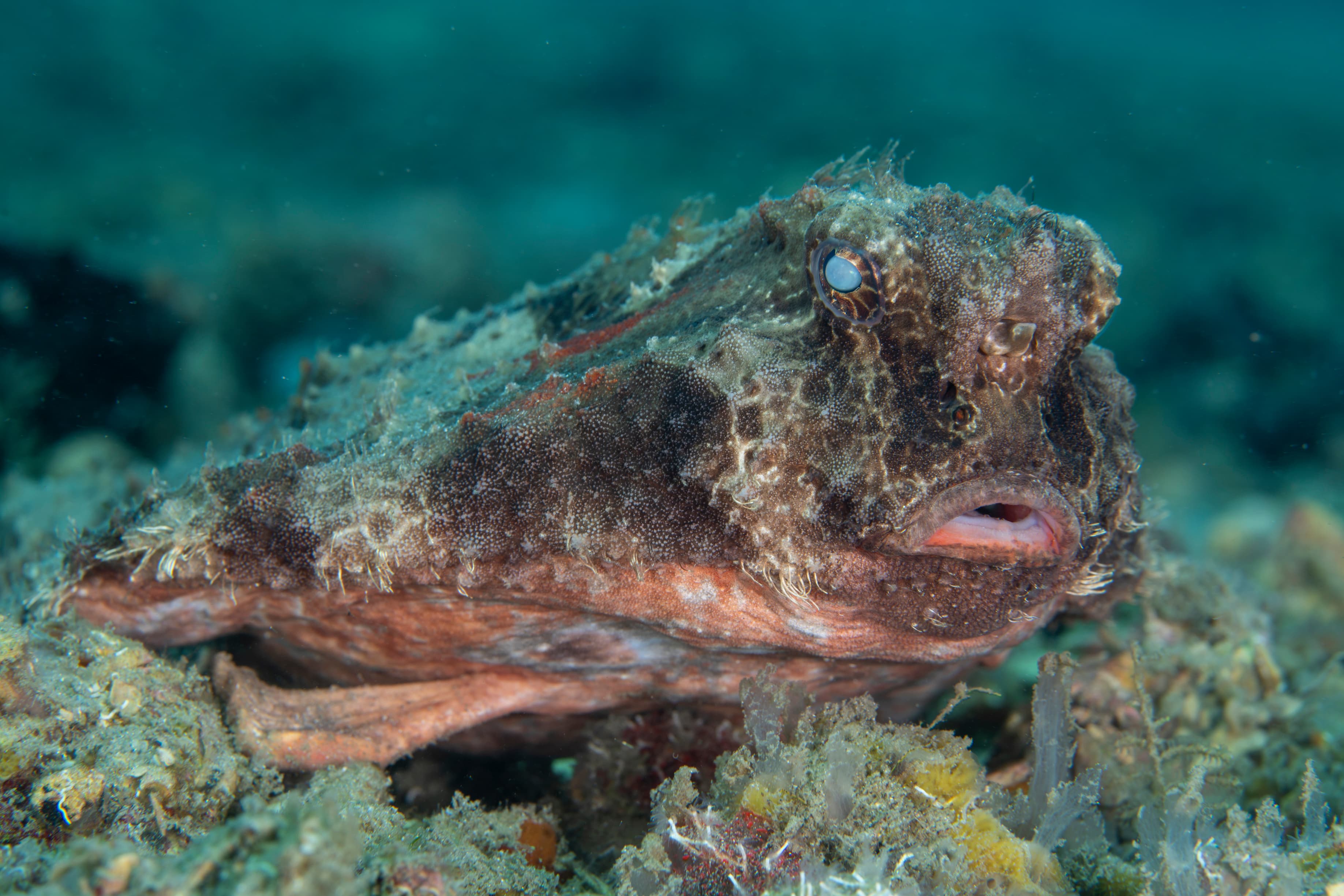 Red-lipped Batfish (Ogcocephalus darwini)