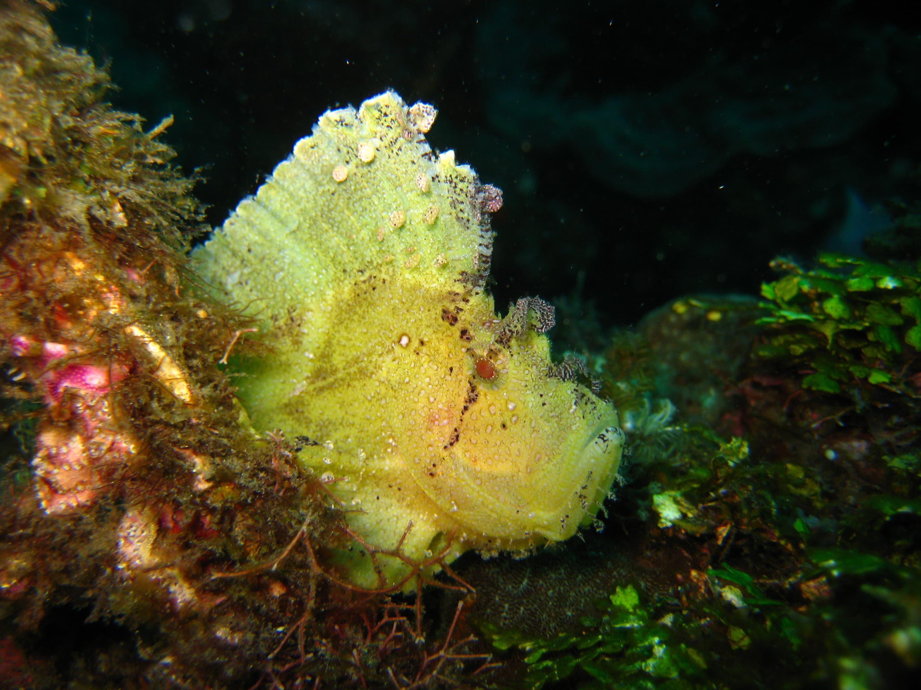 Leaf Scorpionfish (Taenianotus triacanthus)