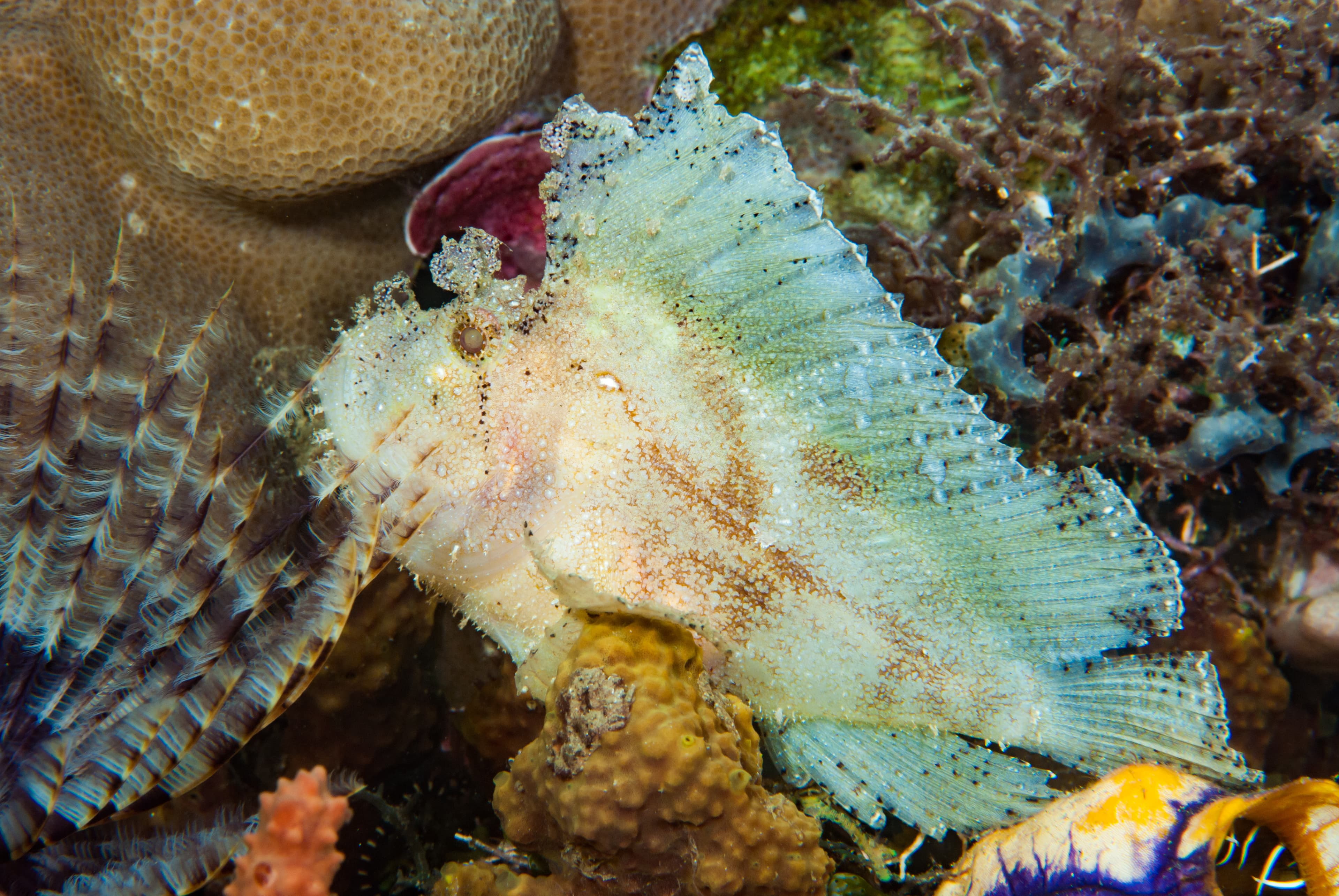 Leaf Scorpionfish (Taenianotus triacanthus)