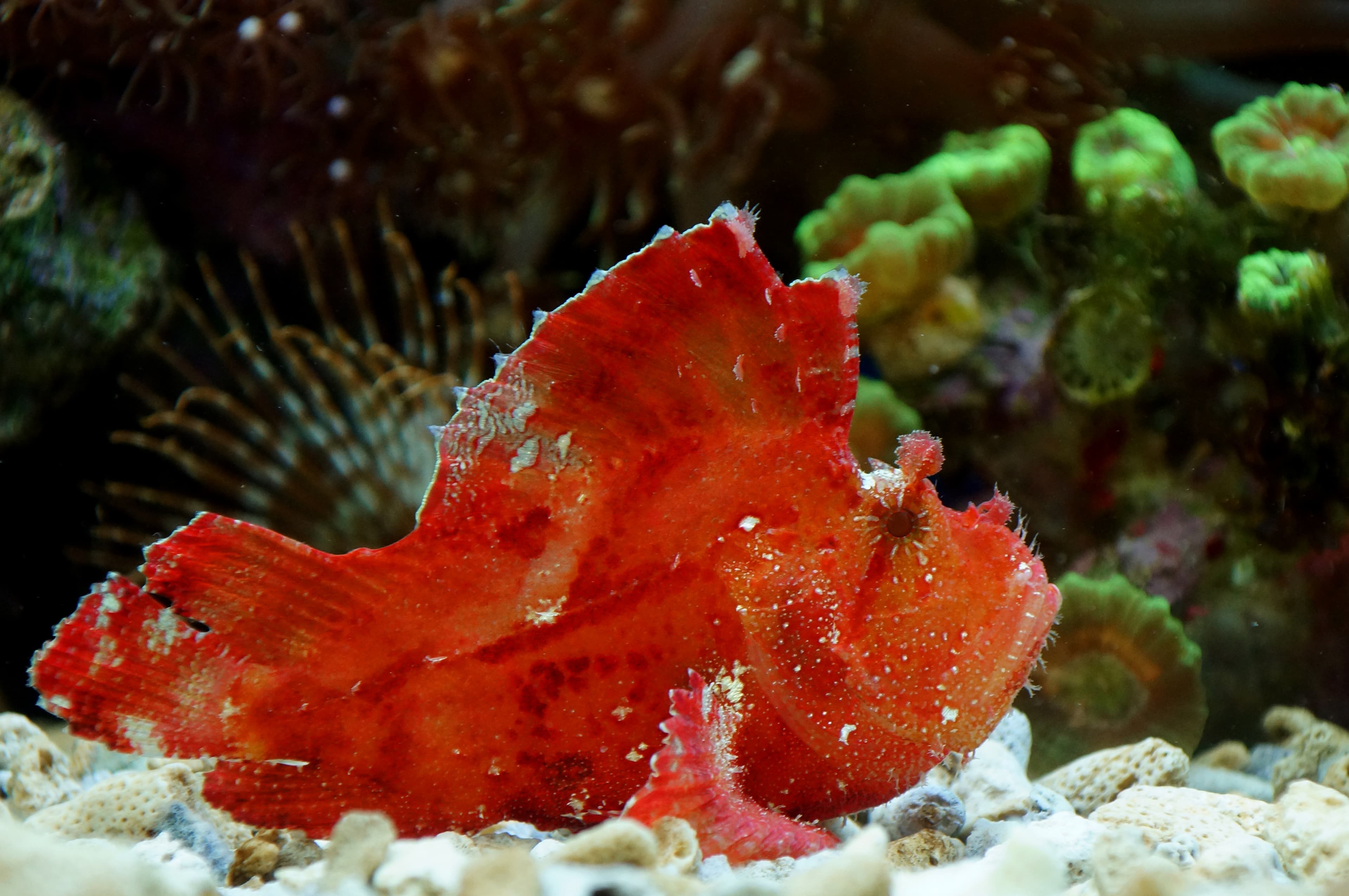 Red Leaf Scorpionfish (Taenianotus triacanthus)