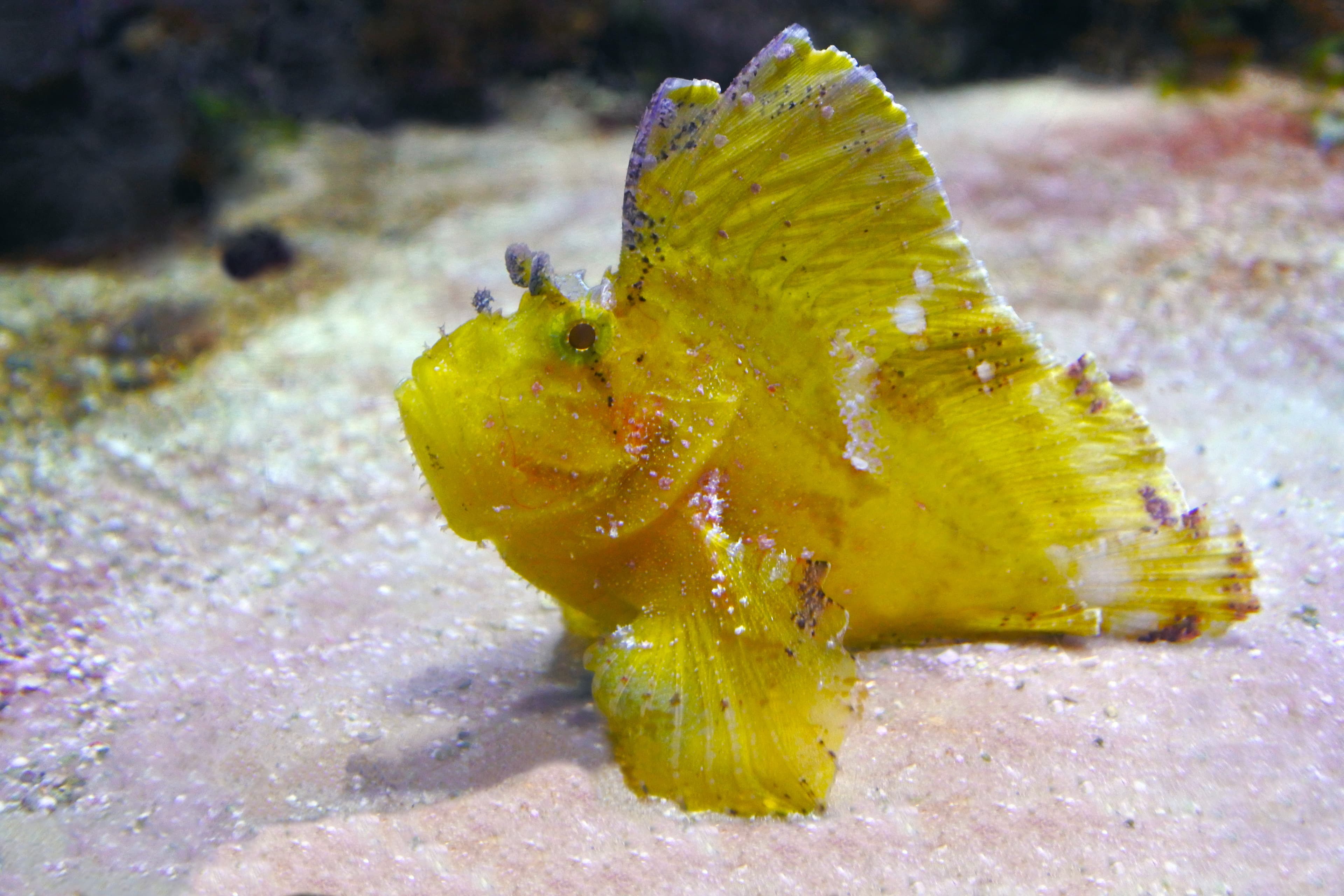 Yellow Leaf Scorpionfish (Taenianotus triacanthus)