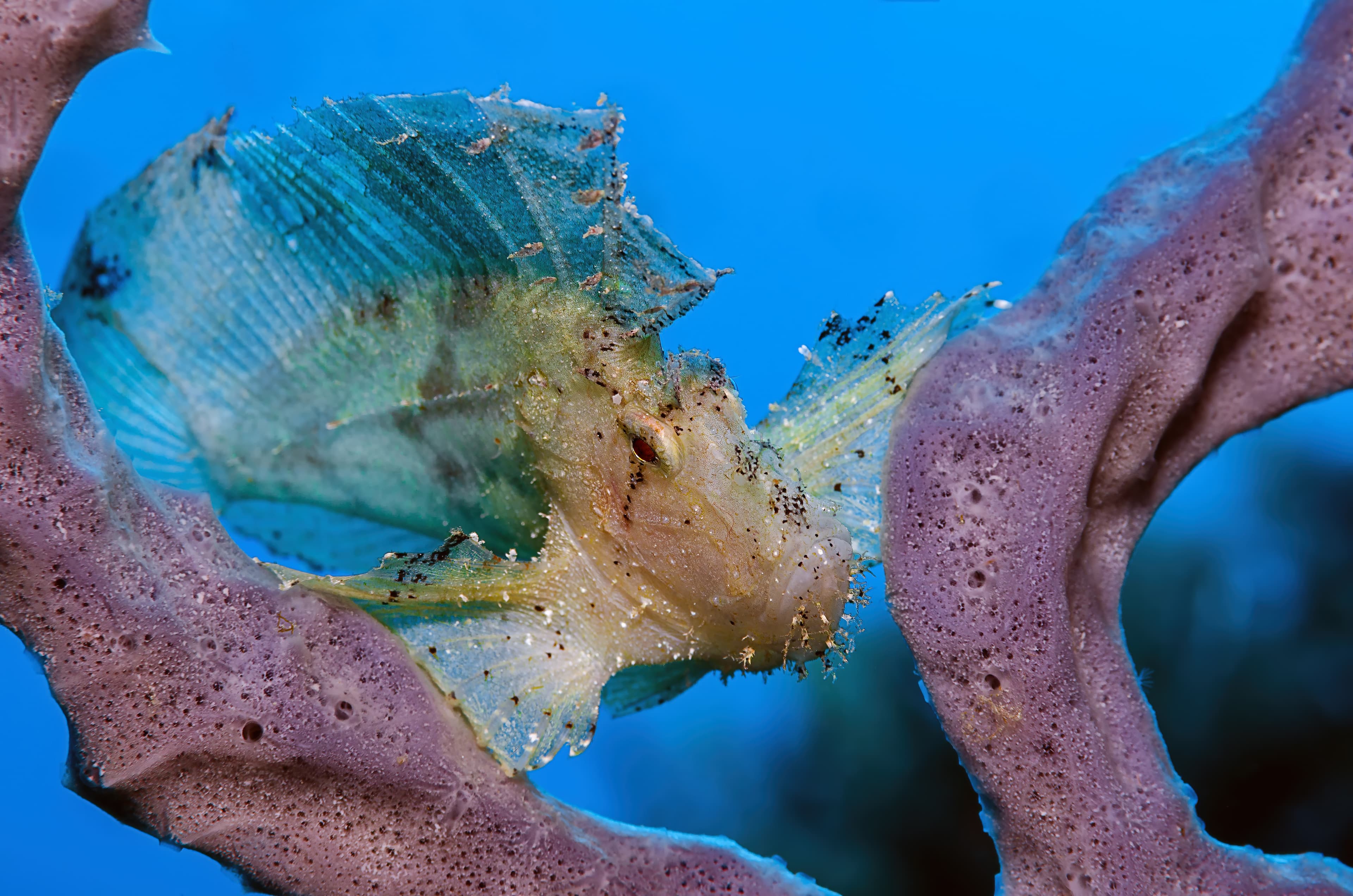 Leaf Scorpionfish (Taenianotus triacanthus)