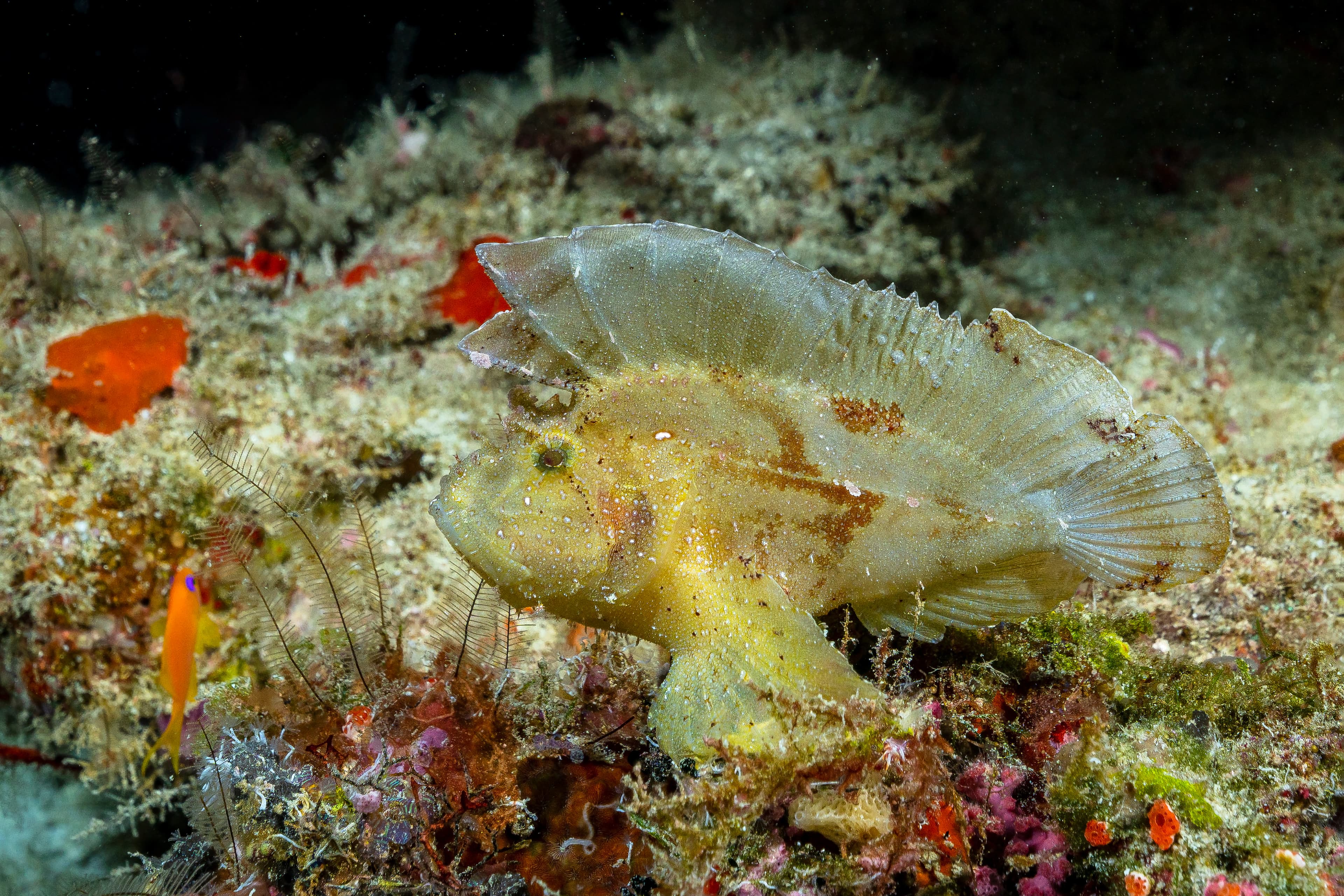 Leaf Scorpionfish (Taenianotus triacanthus), Maldives