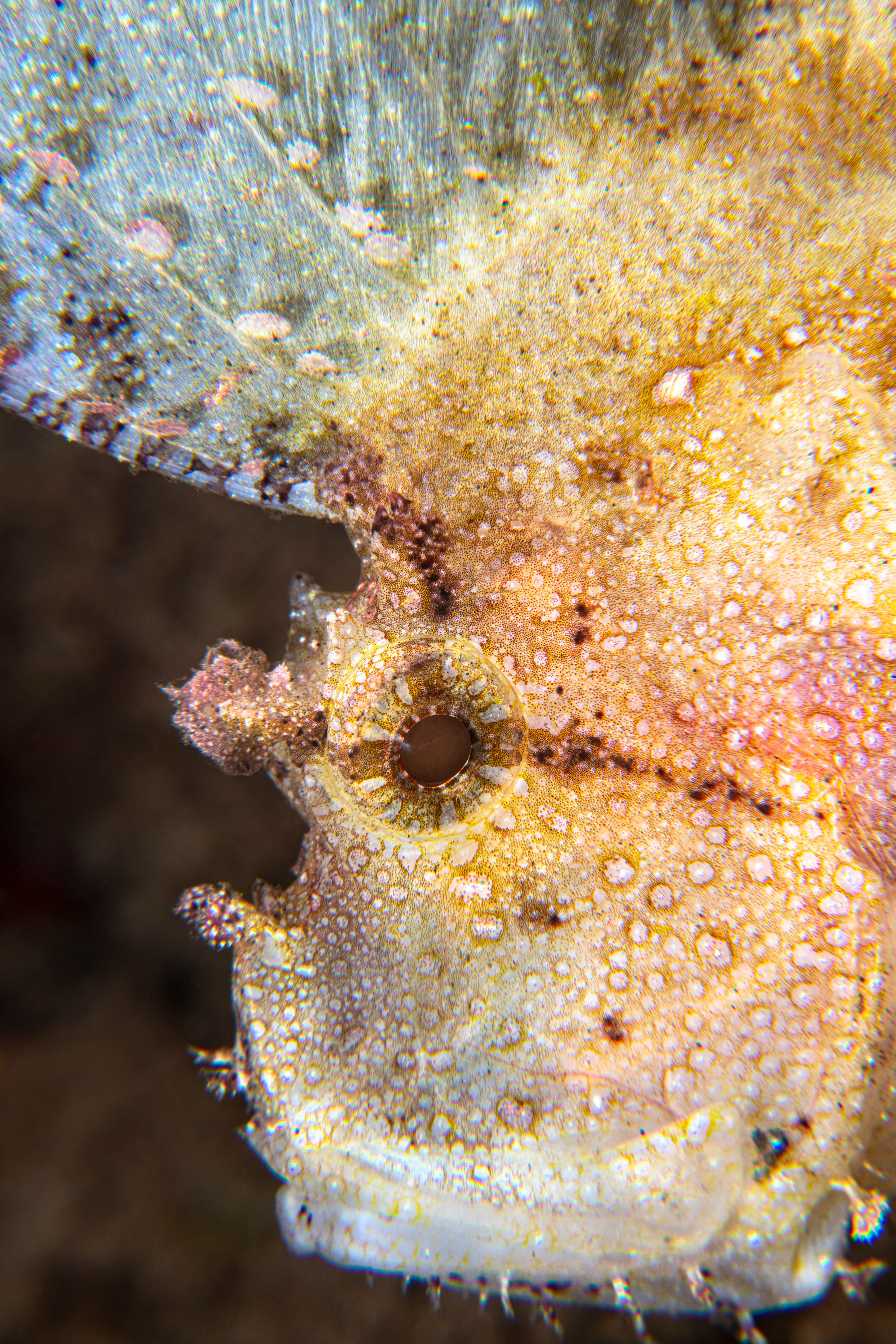 Leaf Scorpionfish (Taenianotus triacanthus) close up, Indonesia