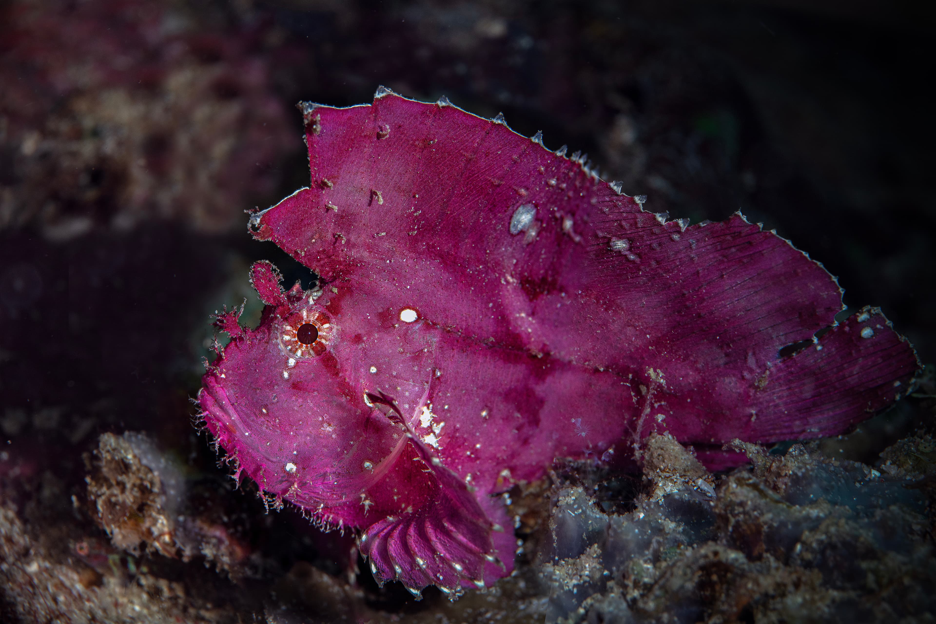 Pink Leaf Scorpionfish (Taenianotus triacanthus), North Sulawesi, Island Bangka, Indonesia