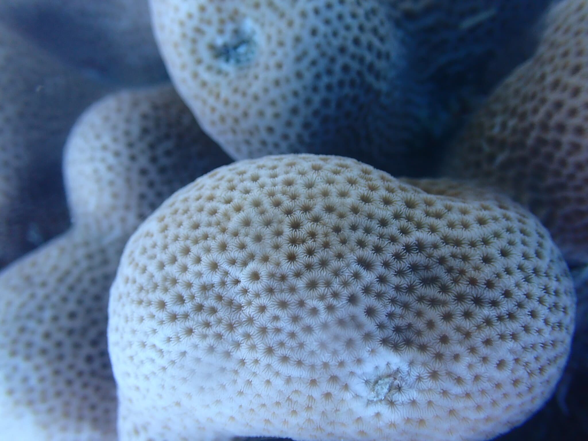 Shoulderblade Coral (Pavona clavus), Pemba Island, Tanzania