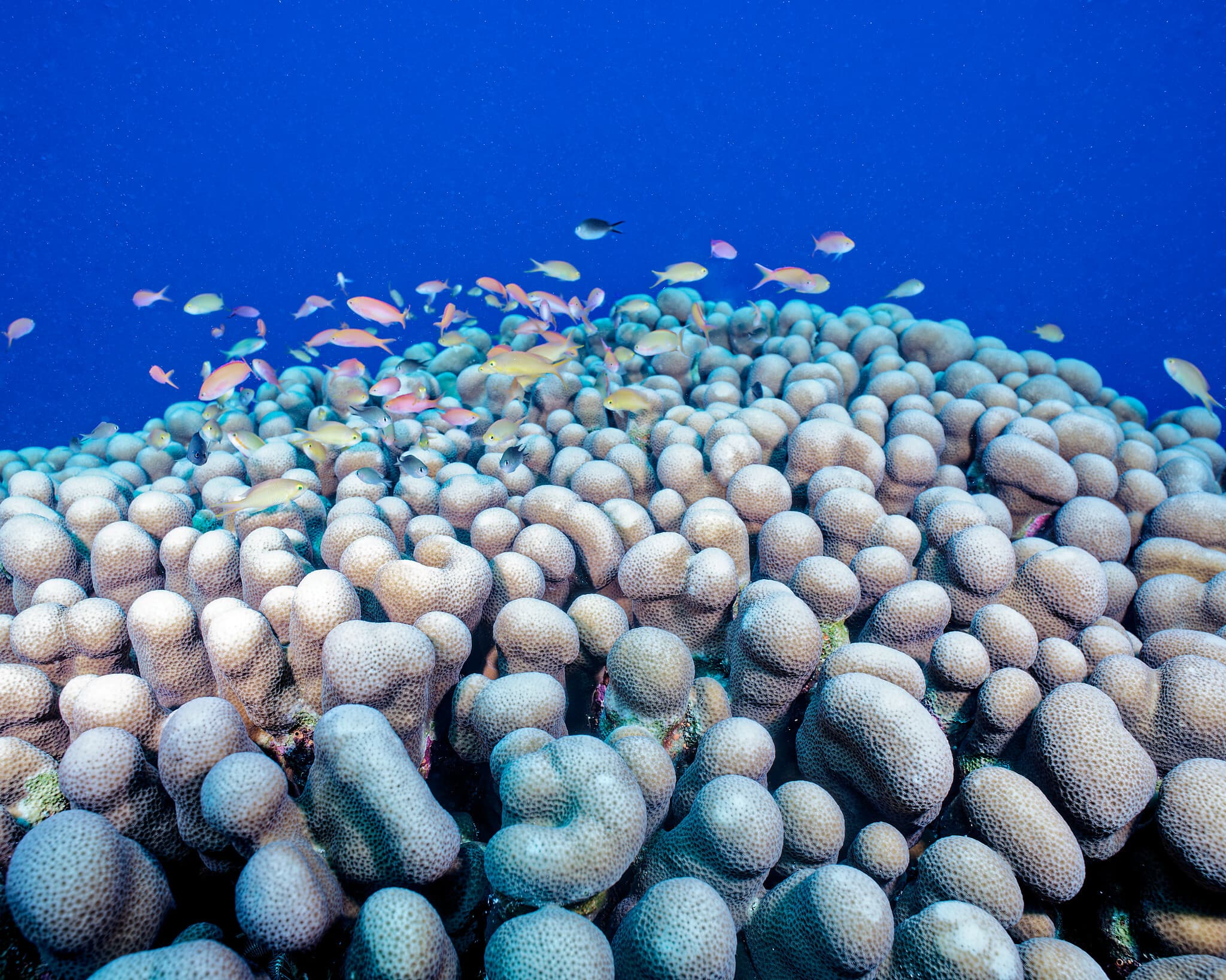 Shoulderblade Coral (Pavona clavus), Staghorn Point, Tubbataha, Philippines