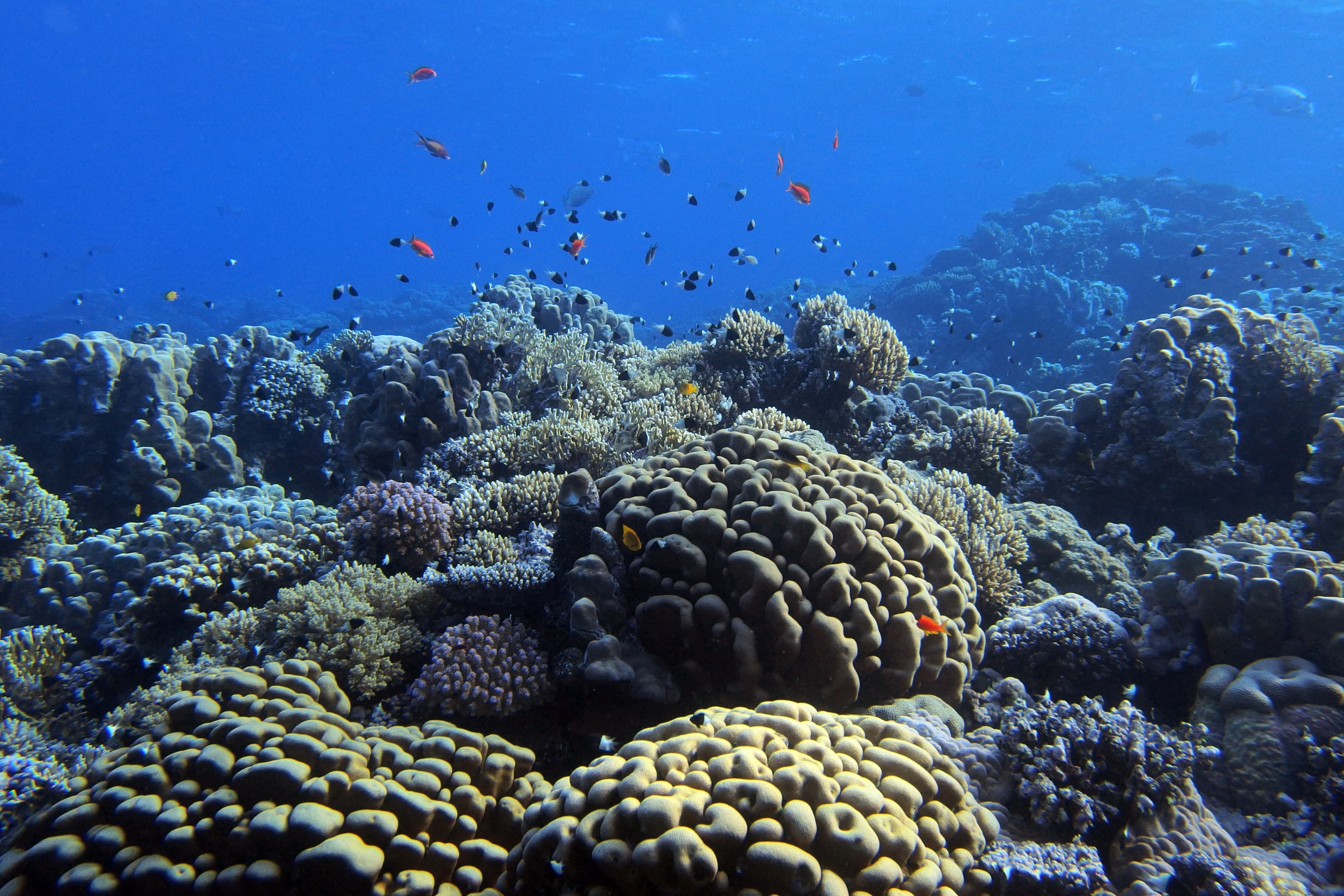 Shoulderblade Coral (Pavona clavus), Red Sea near Fury Shoals, Egypt