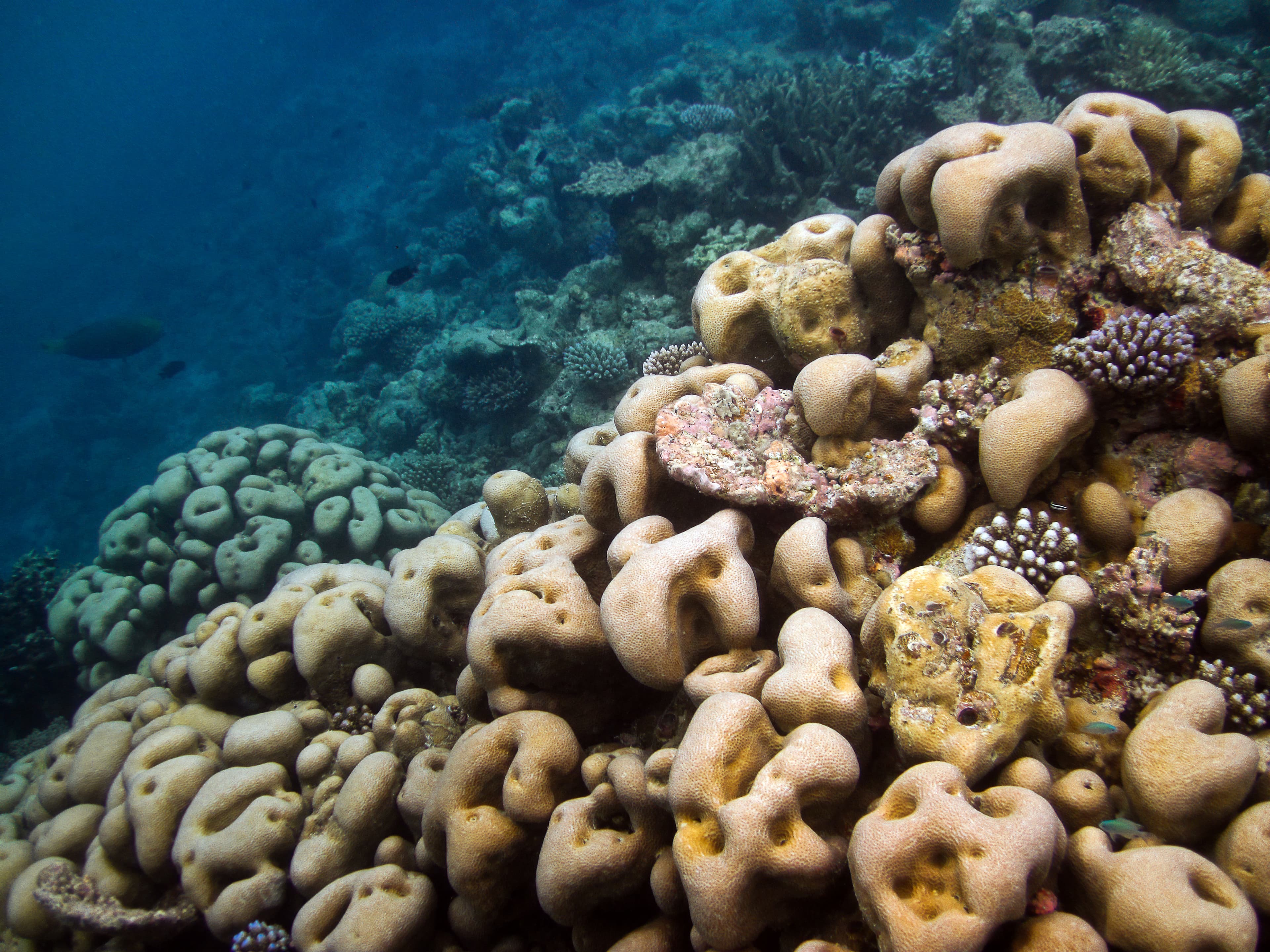 Shoulderblade Coral (Pavona clavus)