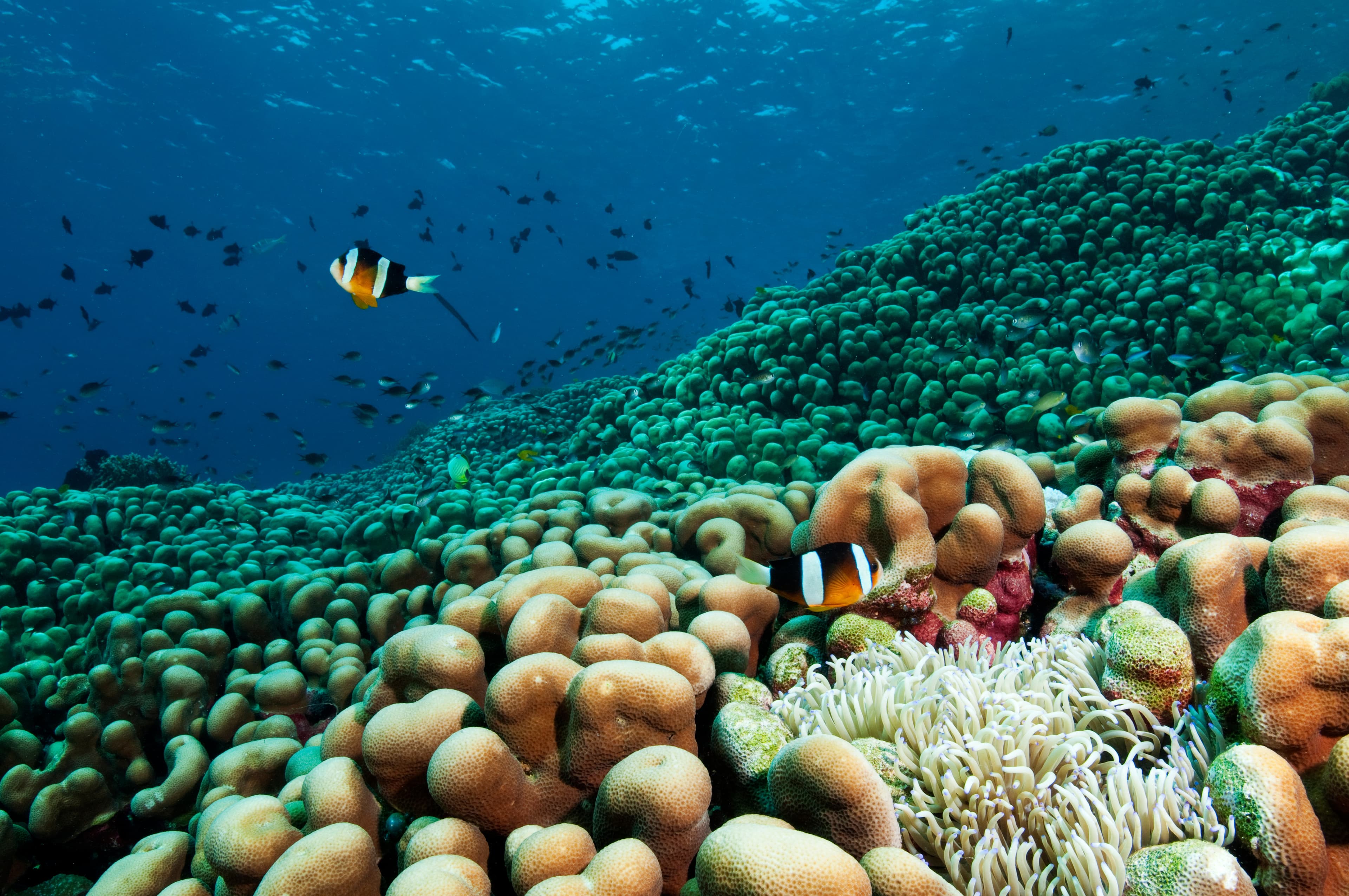 Reef scenic with Shoulderblade Coral (Pavona clavus), Sulawesi, Indonesia