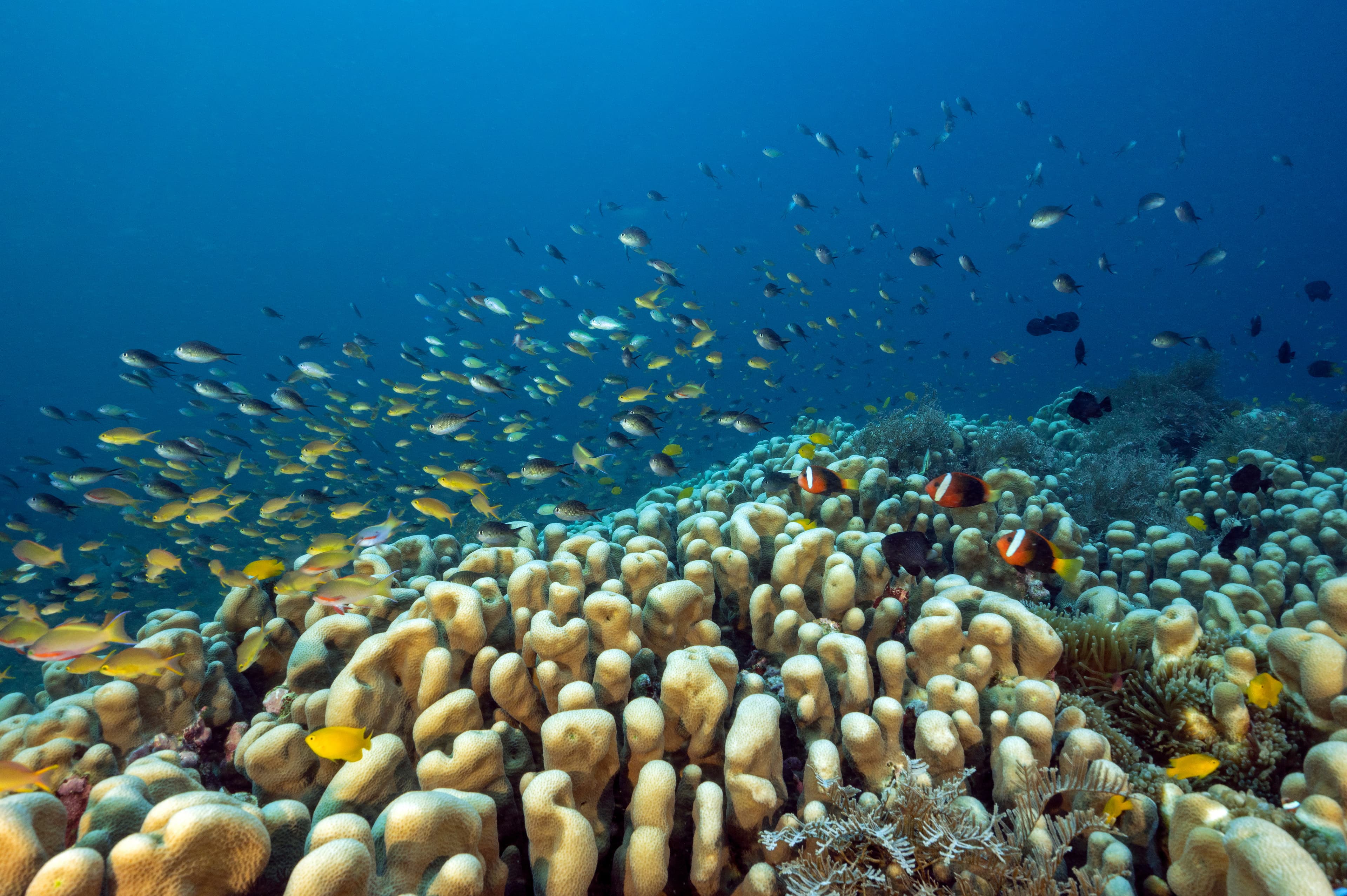 Massive colony Shoulderblade Coral (Pavona clavus) with anthias and damsels hovering, Raja Ampat Indonesia