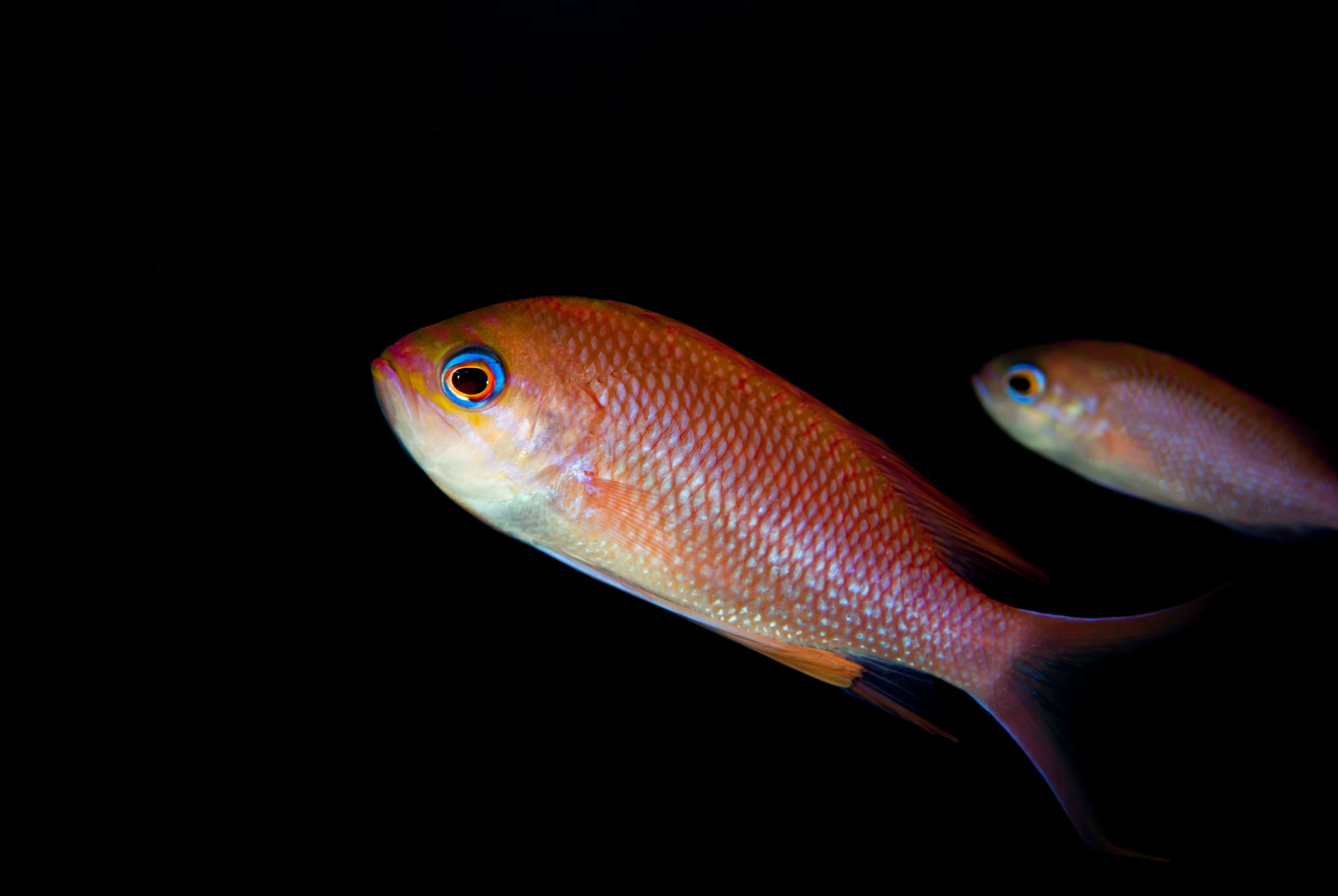 Swallowtail Seaperch (Anthias anthias)