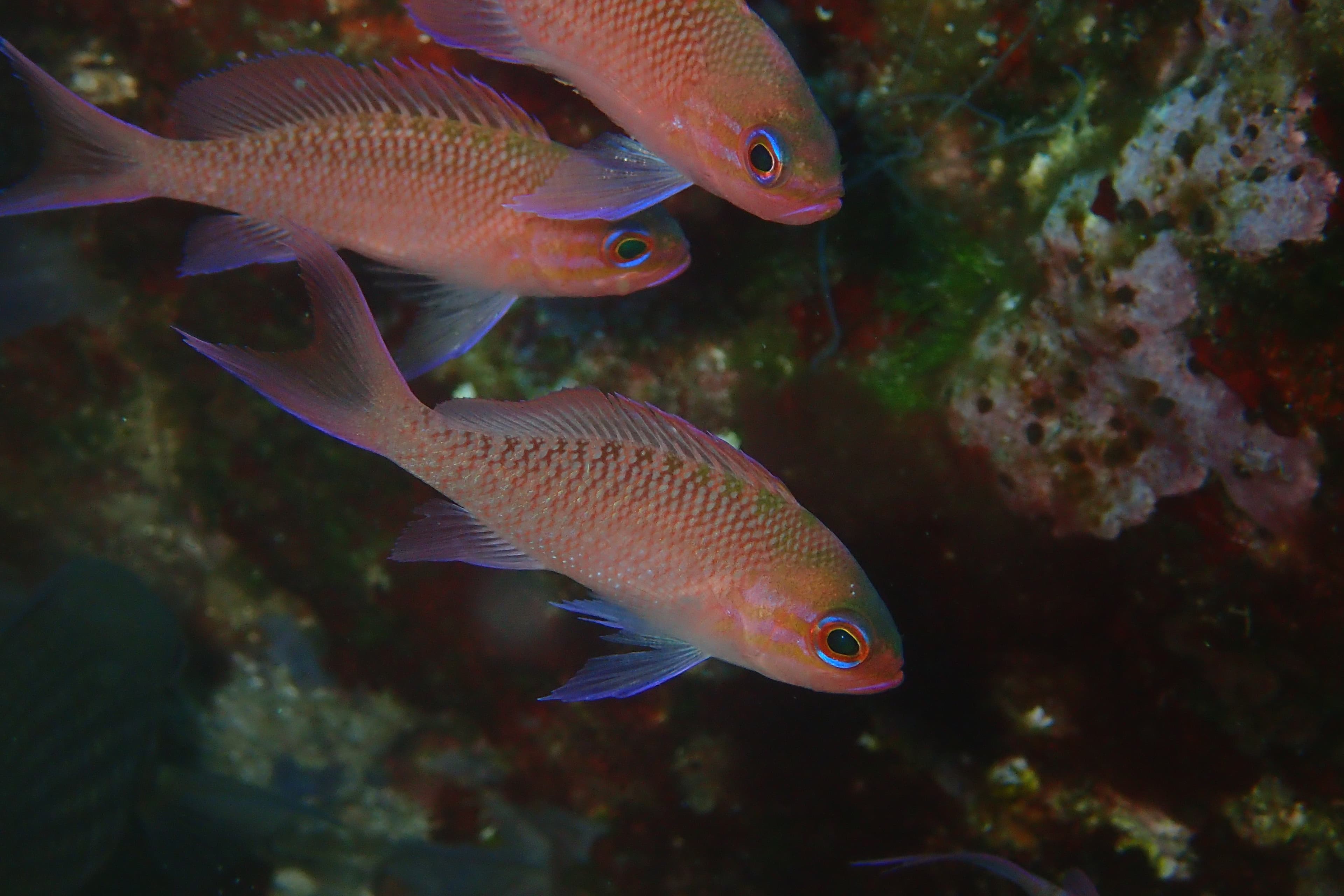 Swallowtail Seaperch (Anthias anthias)