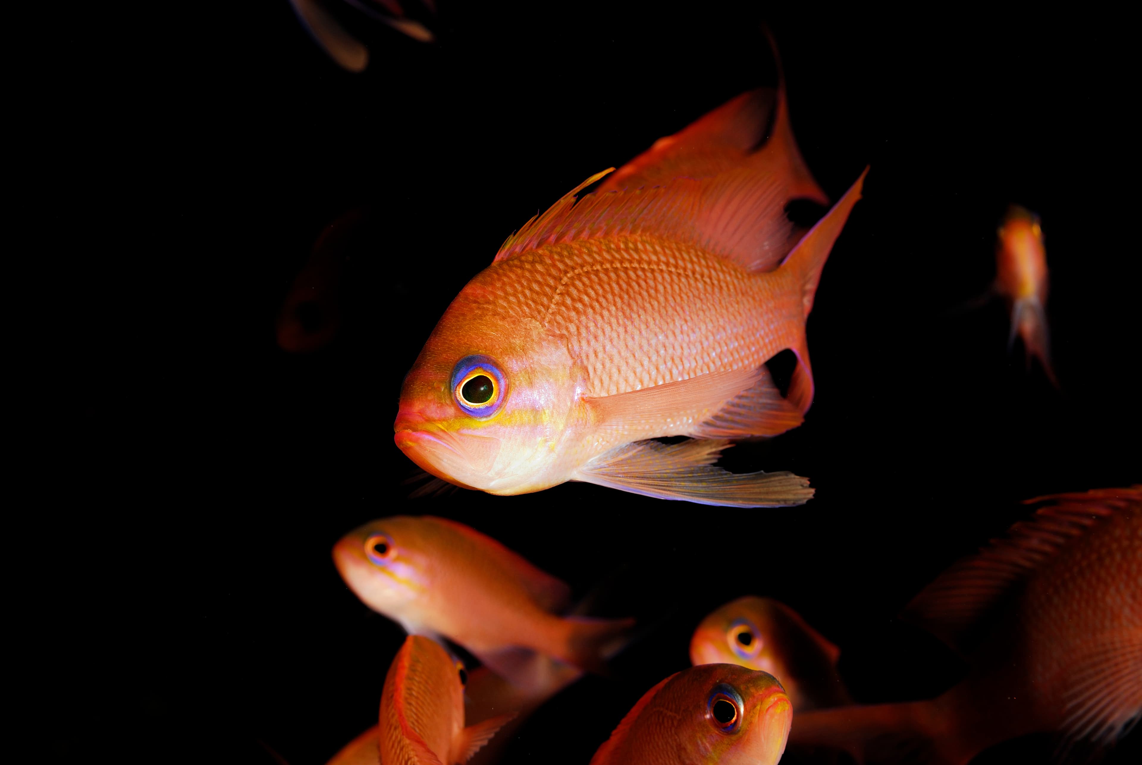 Swallowtail Seaperch (Anthias anthias)