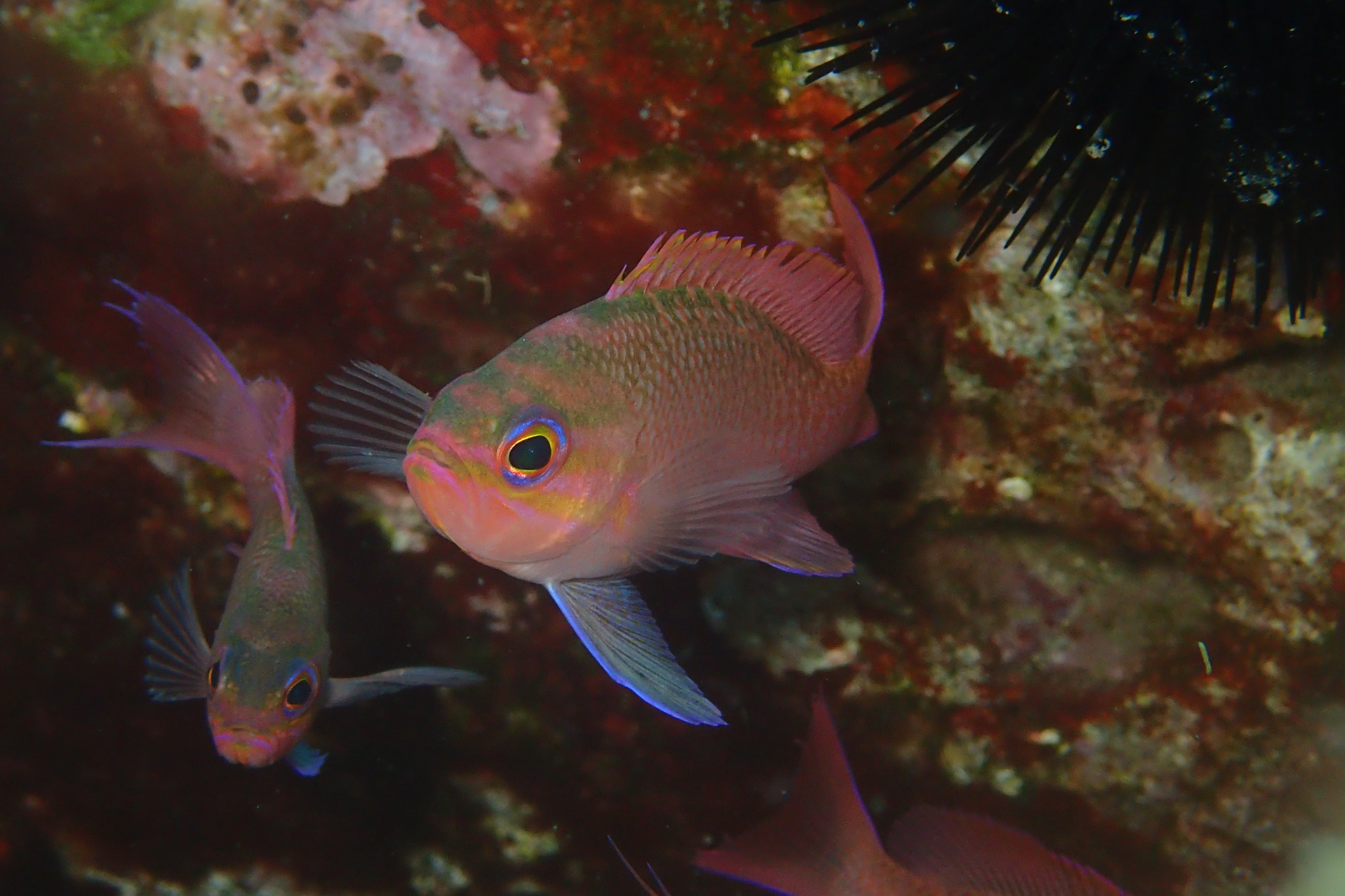 Swallowtail Seaperch (Anthias anthias)