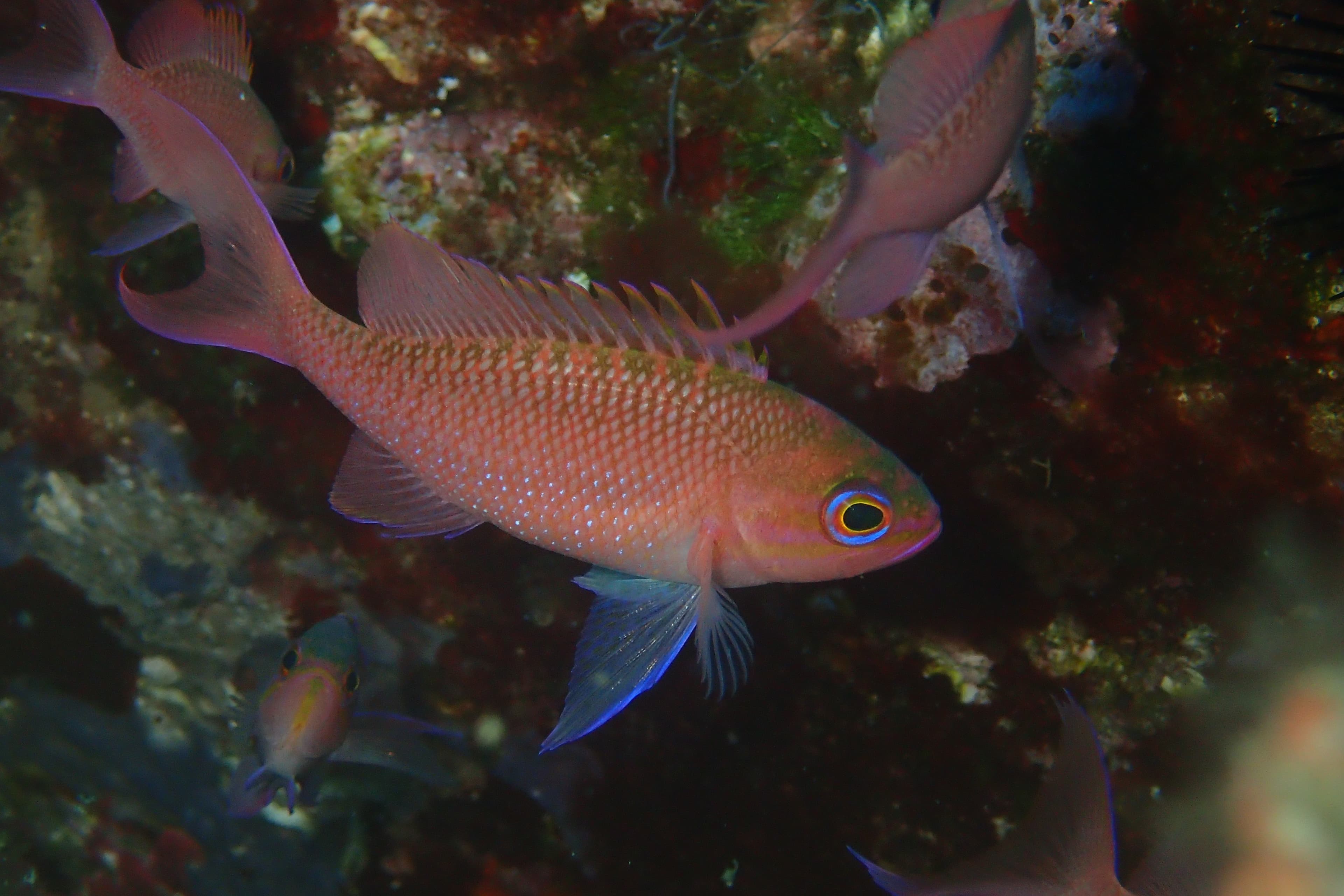 Swallowtail Seaperch (Anthias anthias)