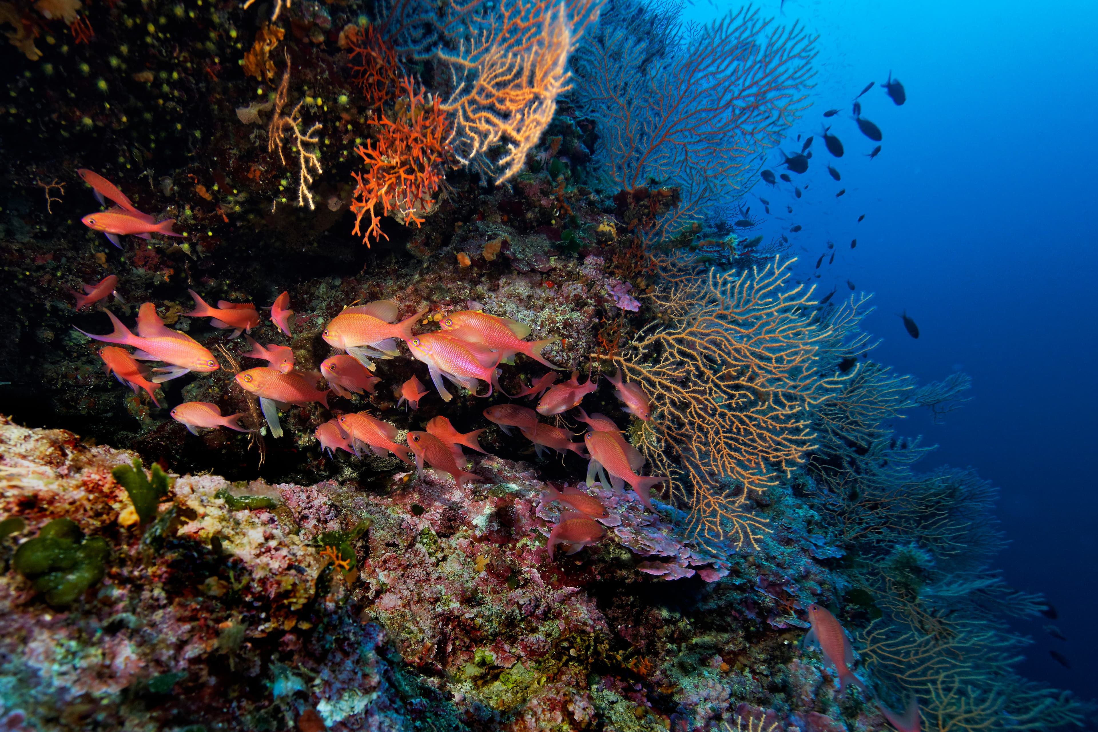 Swallowtail Seaperch (Anthias anthias) from Lastovo island, Adriatic Sea, Croatia