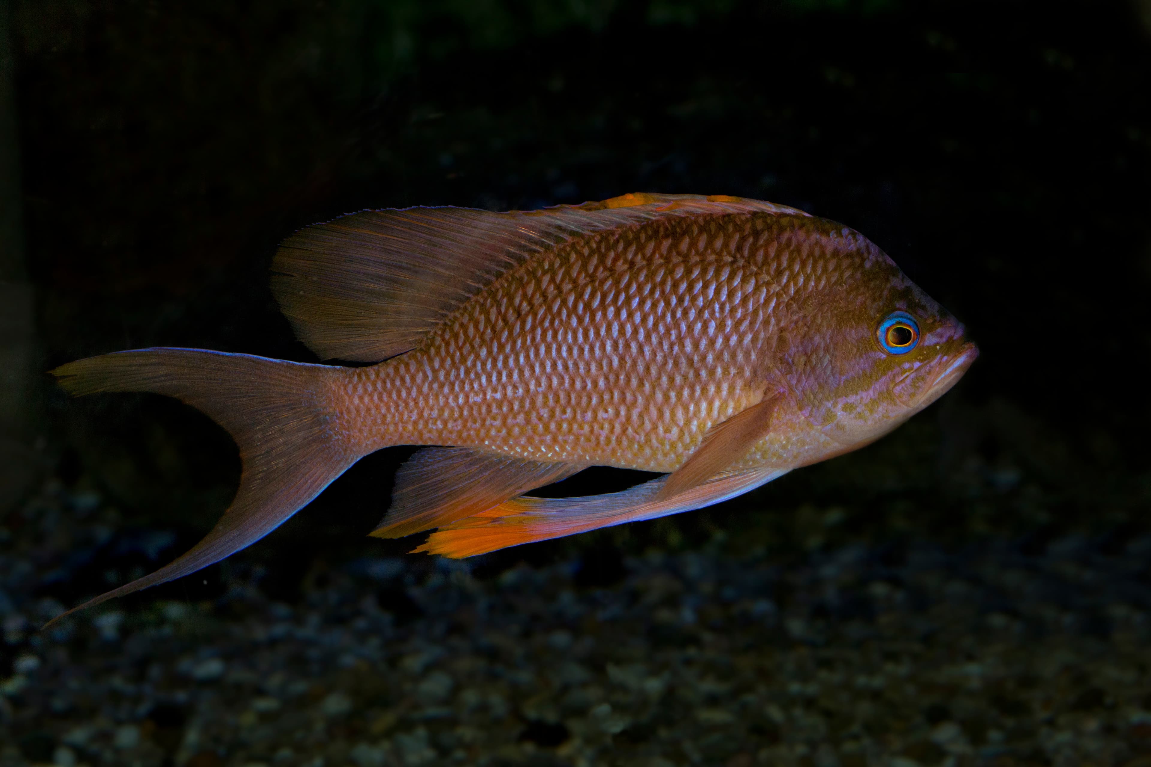 Swallowtail Seaperch (Anthias anthias)