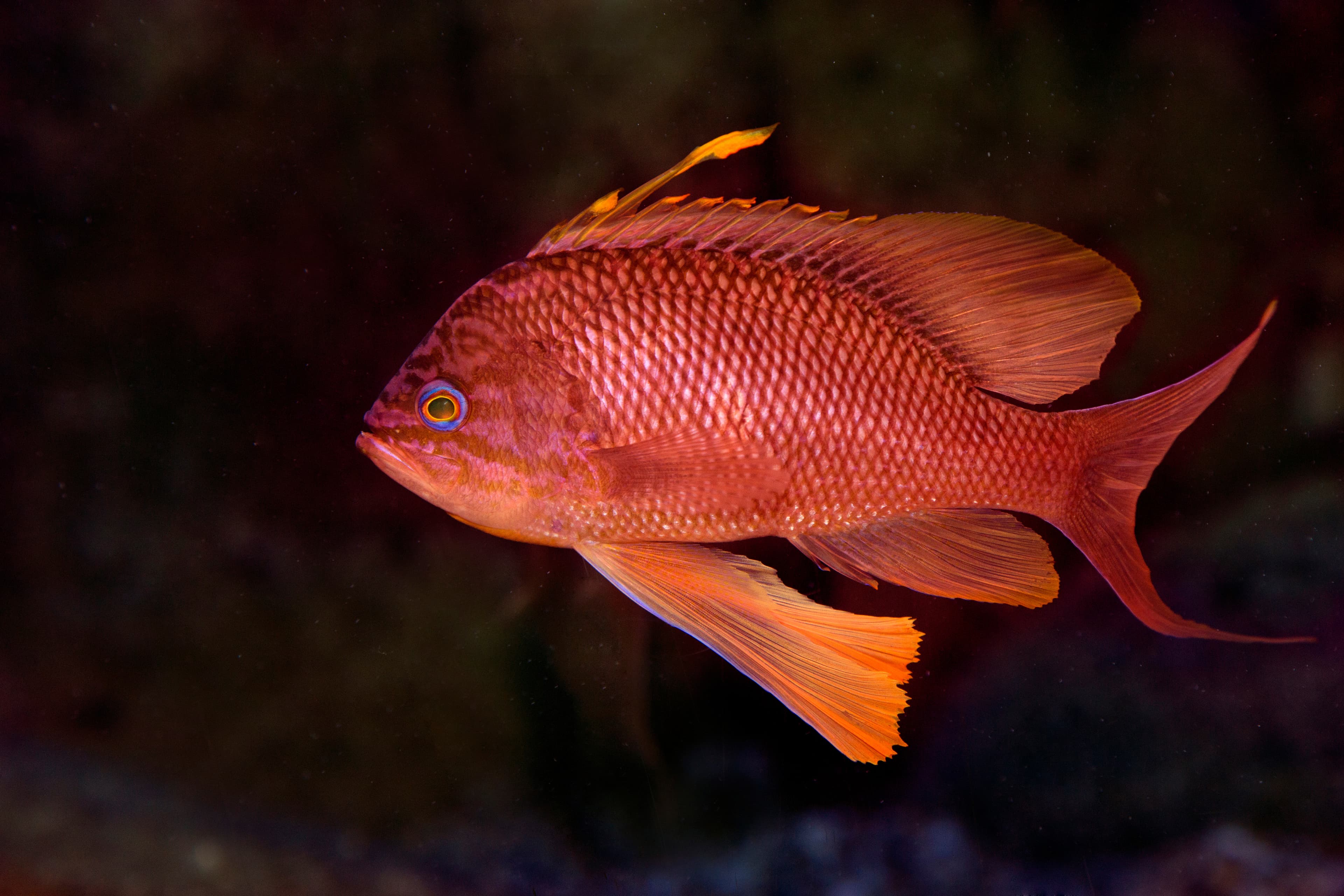 Swallowtail Seaperch (Anthias anthias)