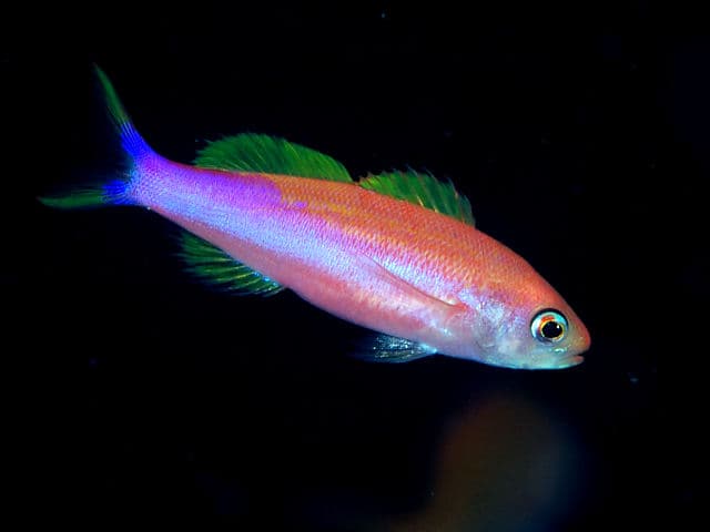 Striped Splitfin (Luzonichthys taeniatus) photographed at Osezaki (-40m)