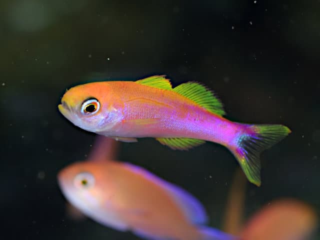 Striped Splitfin (Luzonichthys taeniatus) photographed at Osezaki (-45m)