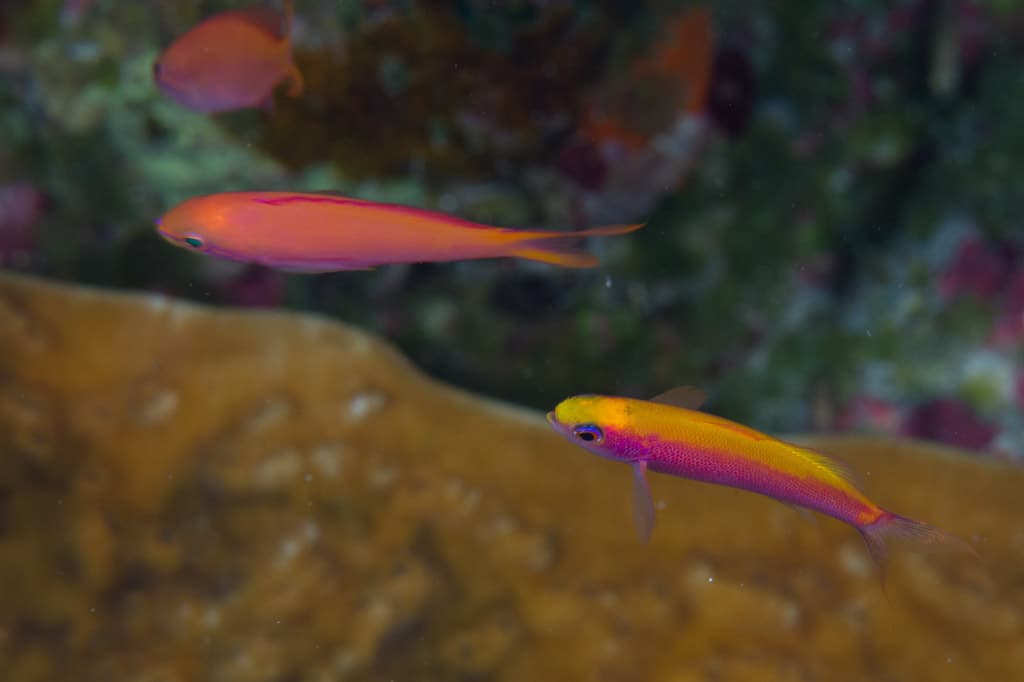 Whitley's Splitfin (Luzonichthys whitleyi), Peleliu, Palau