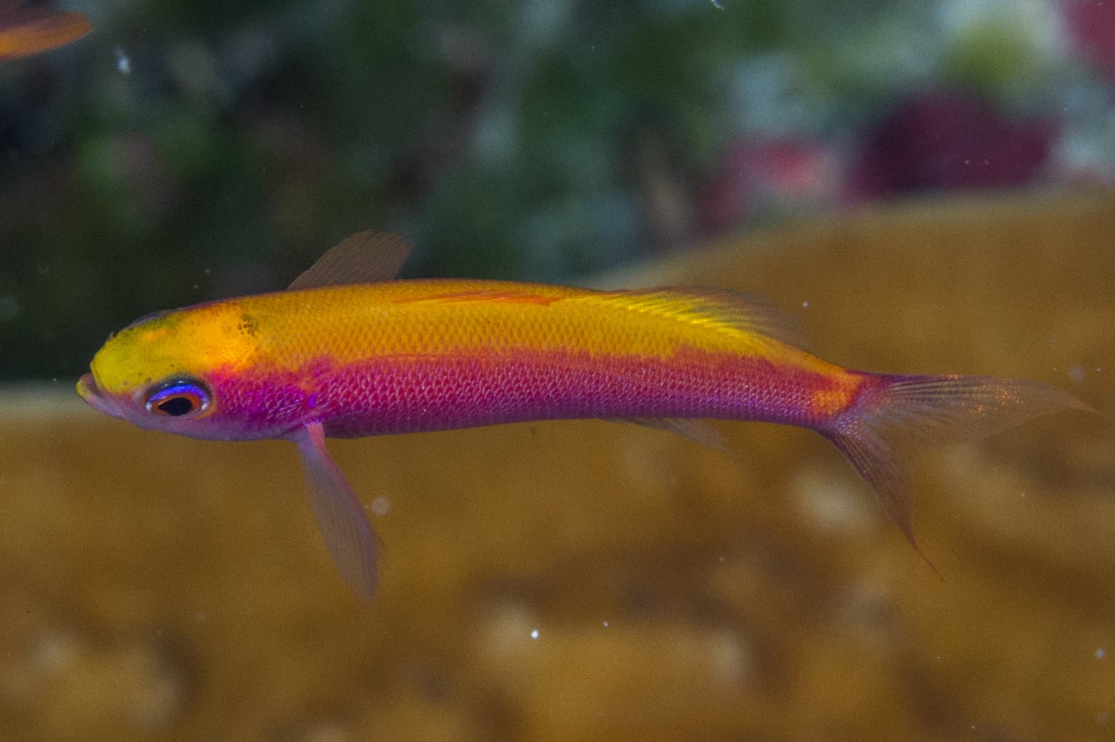 Whitley's Splitfin (Luzonichthys whitleyi), Peleliu, Palau