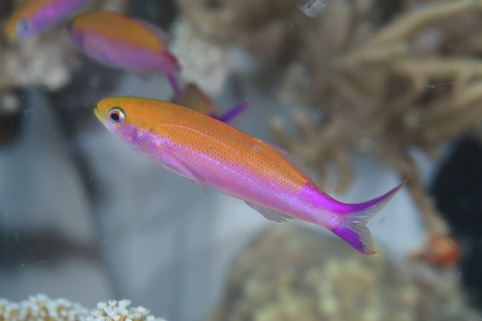 Waite's Splitfin (Luzonichthys waitei), Bua, Northern, Fiji