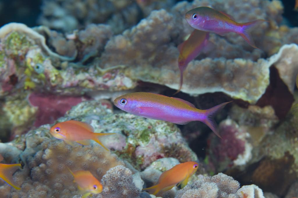 Waite's Splitfin (Luzonichthys waitei), Fiji