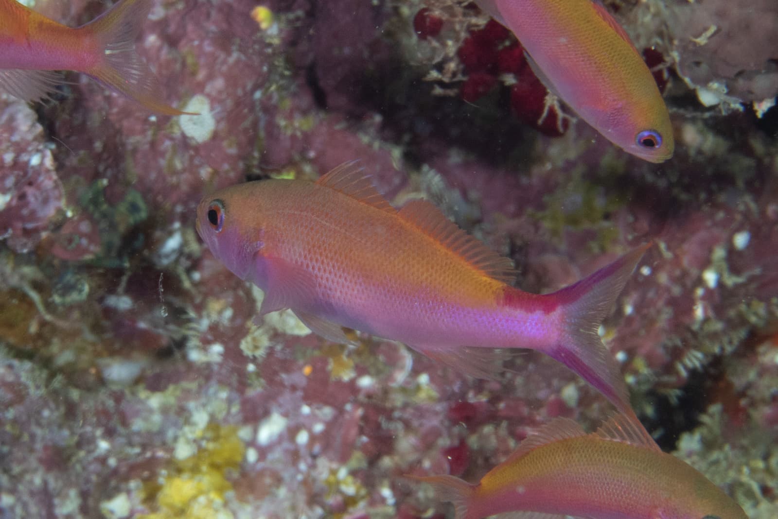 Waite's Splitfin (Luzonichthys waitei), Lomaiviti, Eastern, Fiji