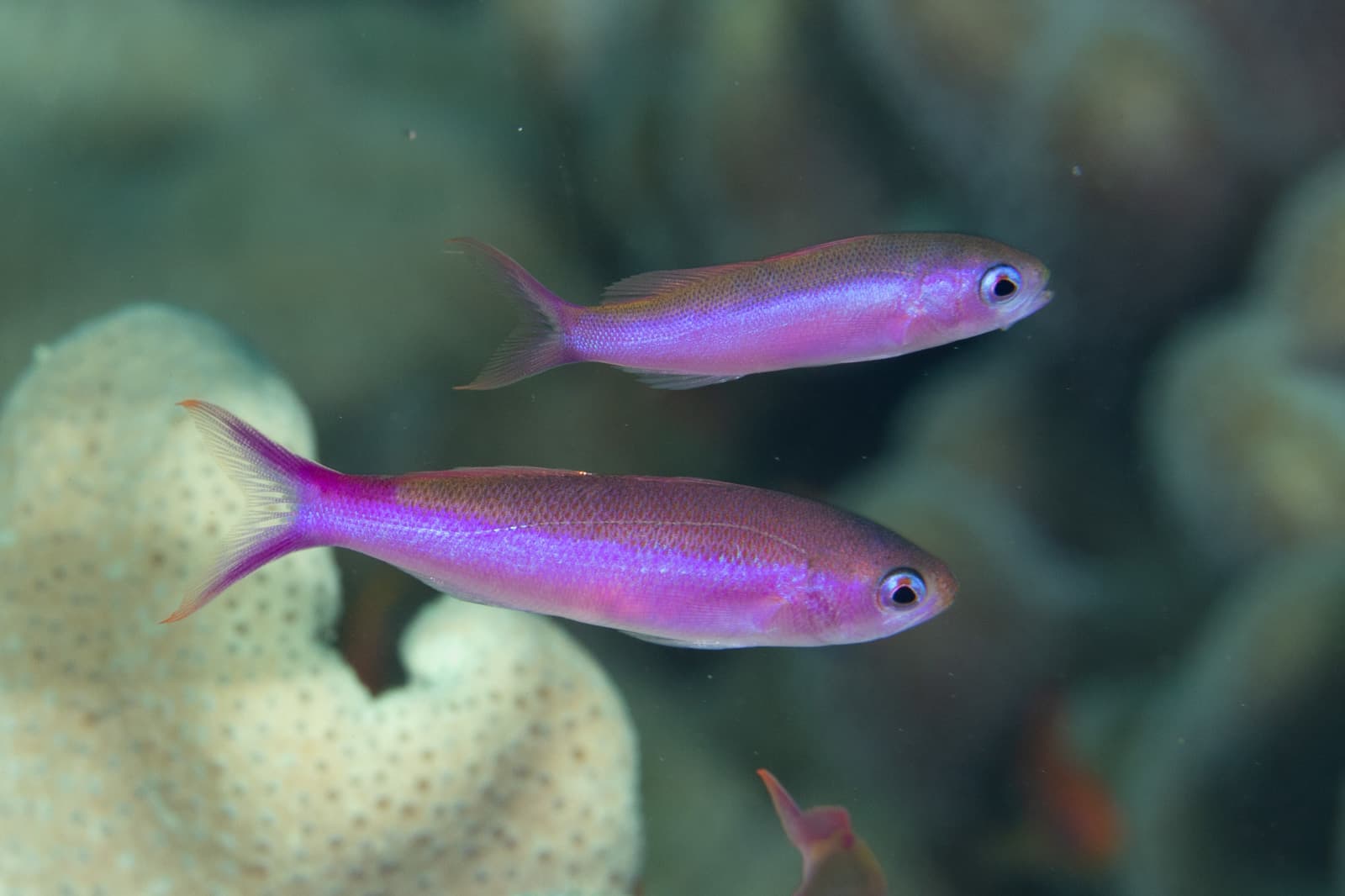 Waite's Splitfin (Luzonichthys waitei), Lomaiviti, Fiji