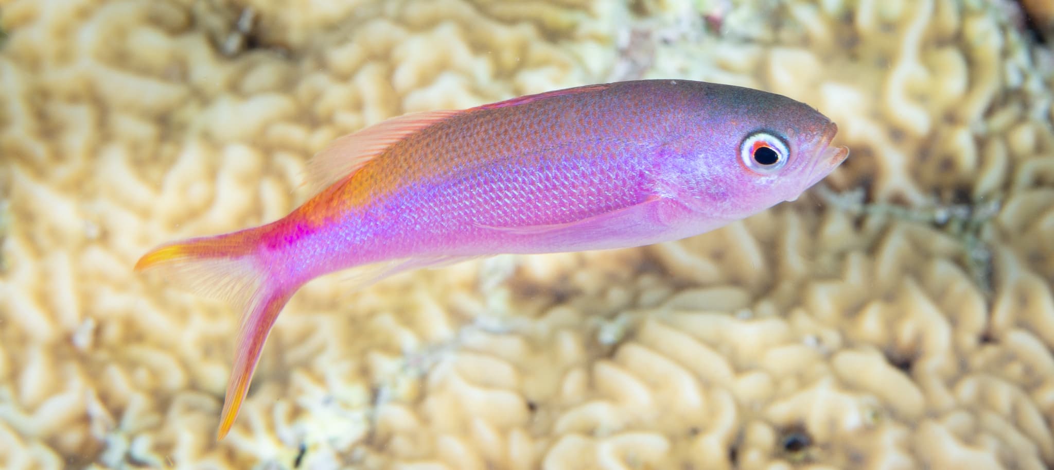 Waite's Splitfin (Luzonichthys waitei), Kepulauan Wakatobi (Laut)