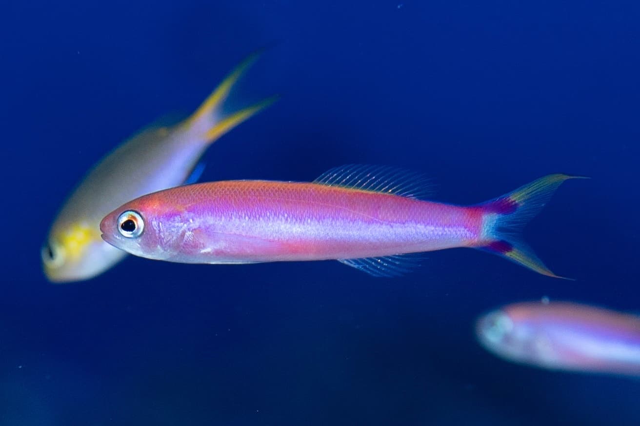 Earle's Splitfin (Luzonichthys earlei), South Pacific Ocean, Cook Islands