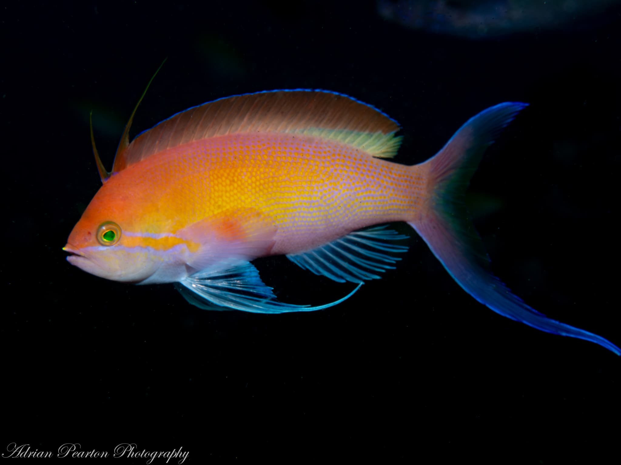 Threadfin Anthias (Nemanthias carberryi), Umkhanyakude, South Africa