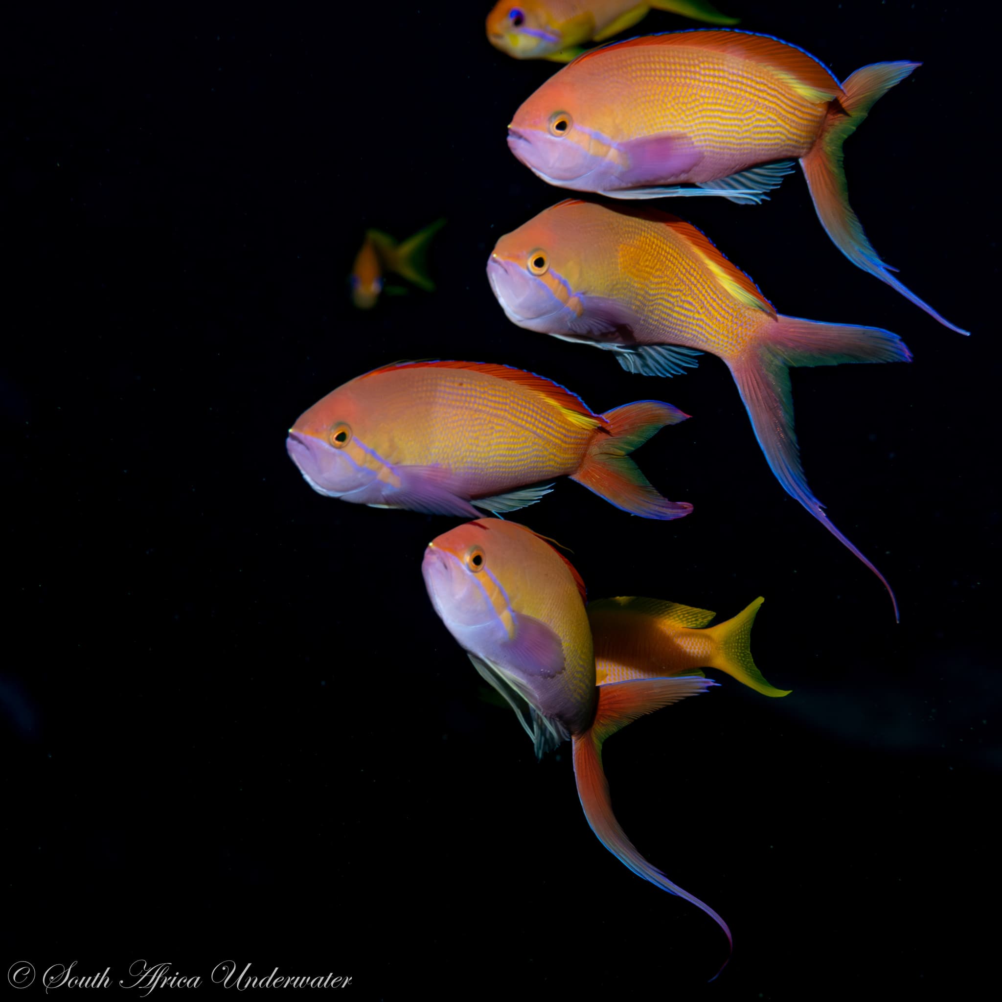 Threadfin Anthias (Nemanthias carberryi), Umkhanyakude, South Africa