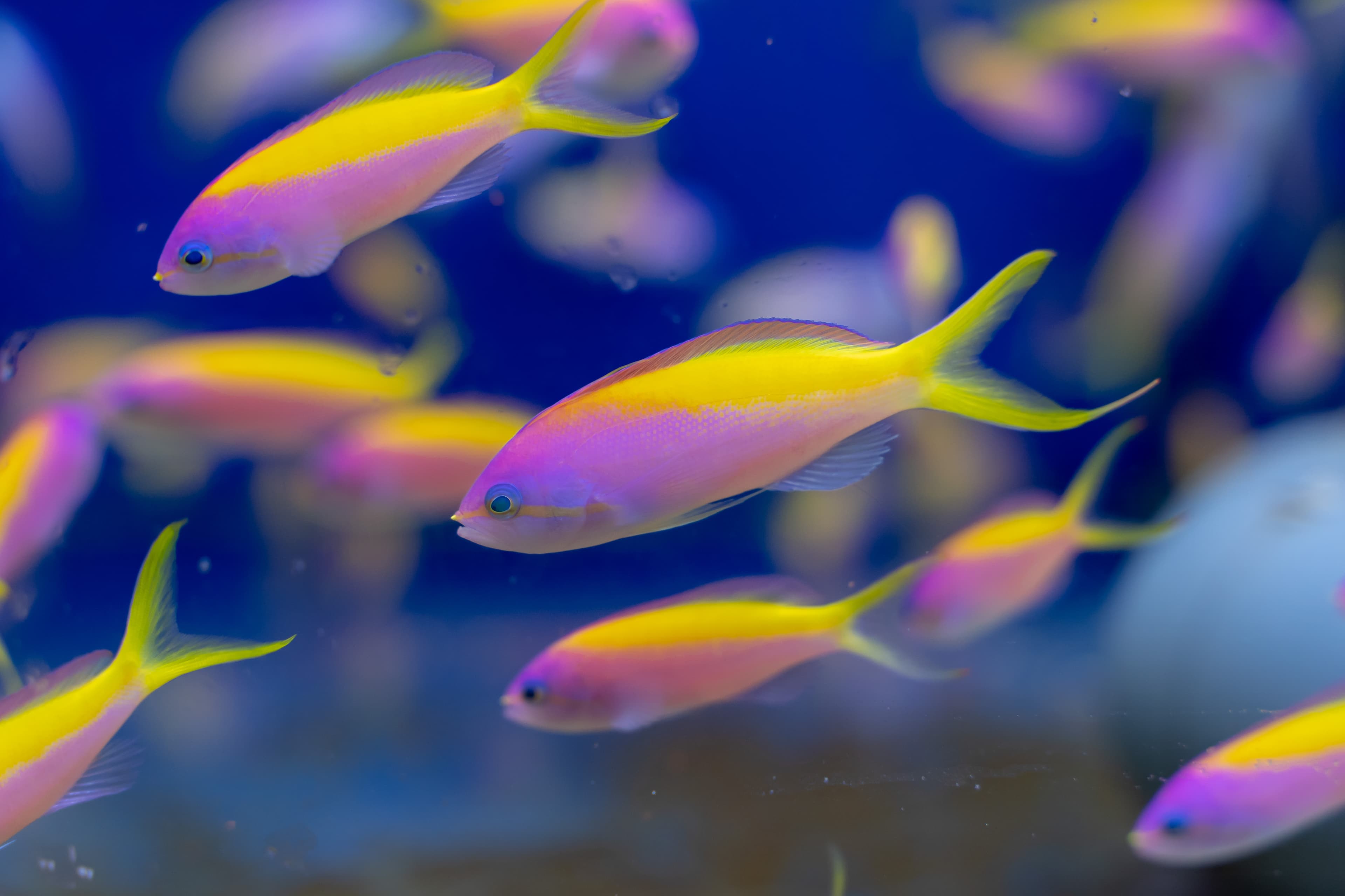 Schooling of Threadfin Anthias (Nemanthias carberryi)