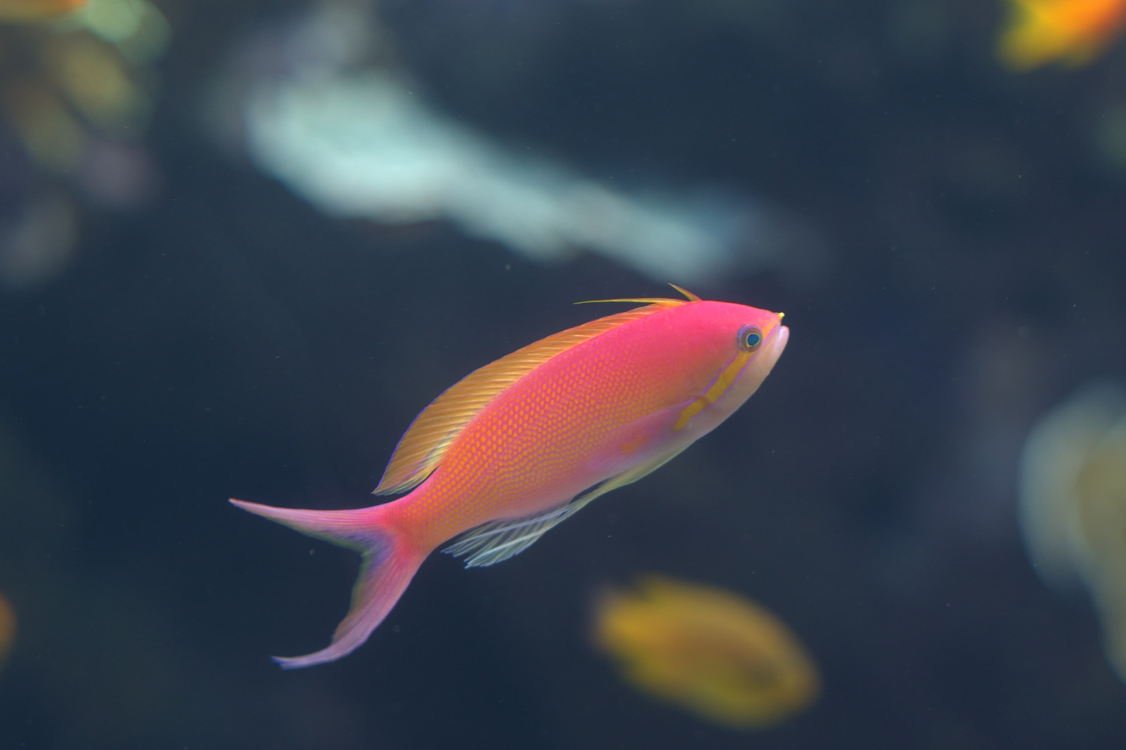 Threadfin Anthias (Nemanthias carberryi)