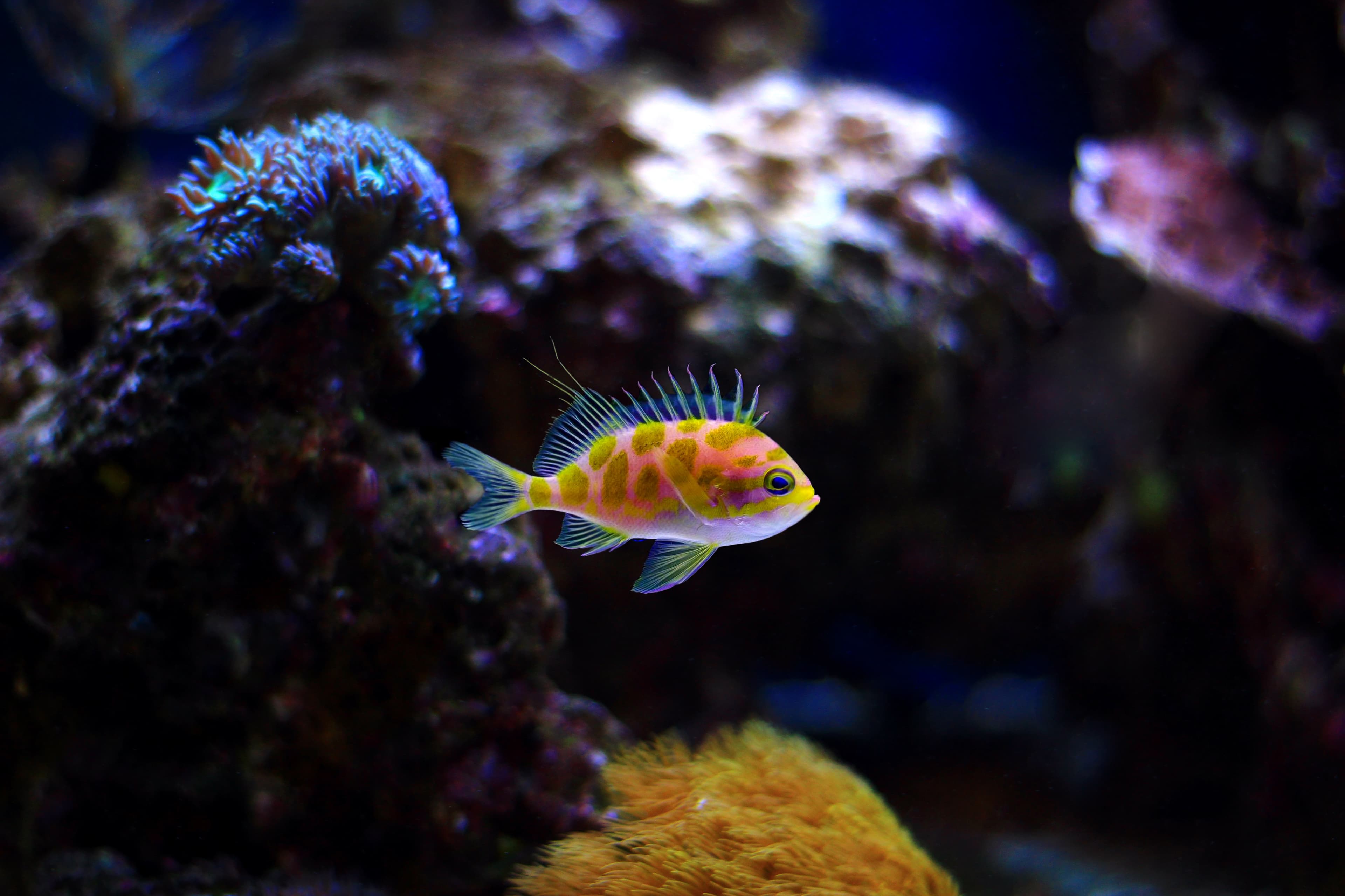 Borbonius Anthias (Odontanthias borbonius)