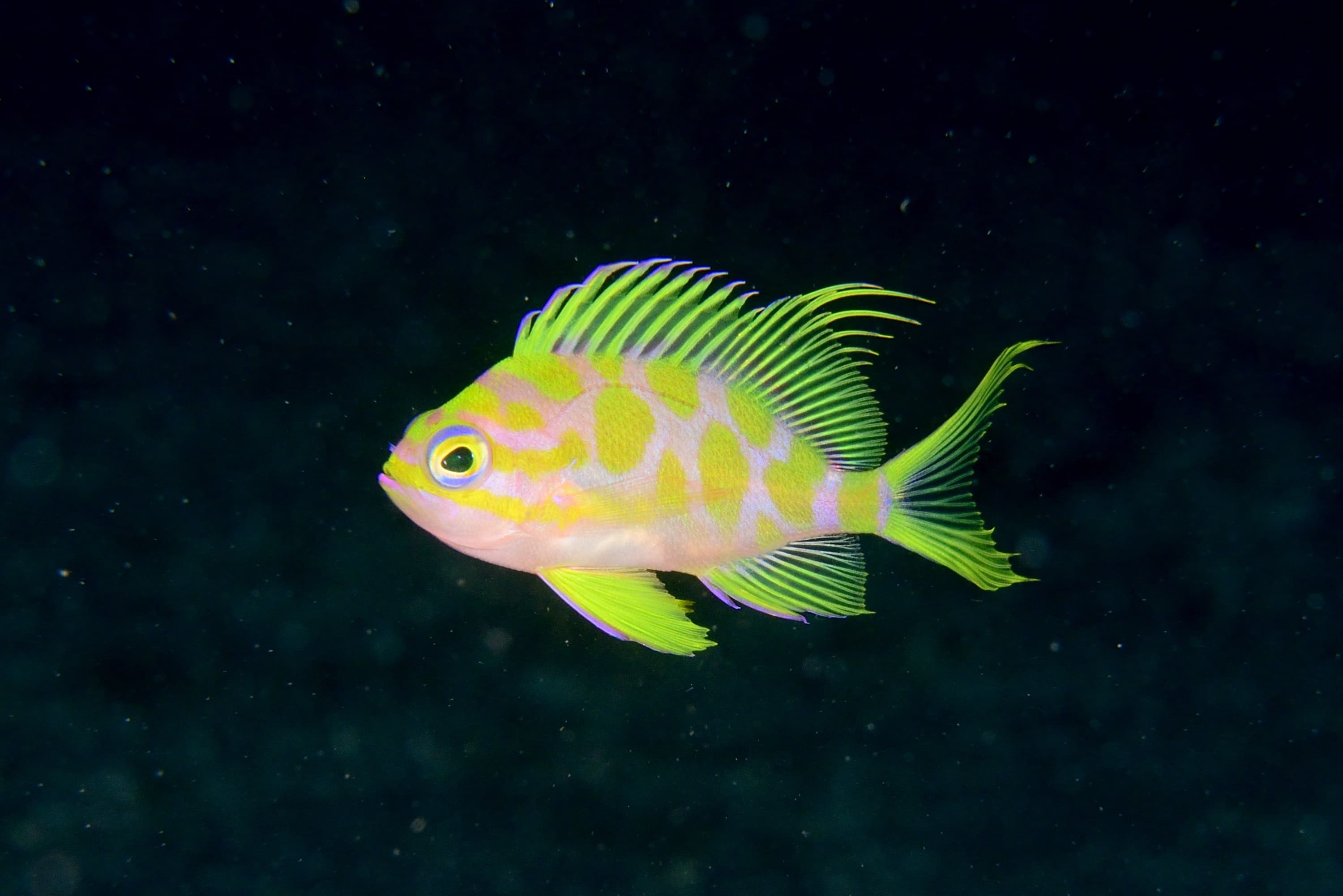 Borbonius Anthias (Odontanthias borbonius)