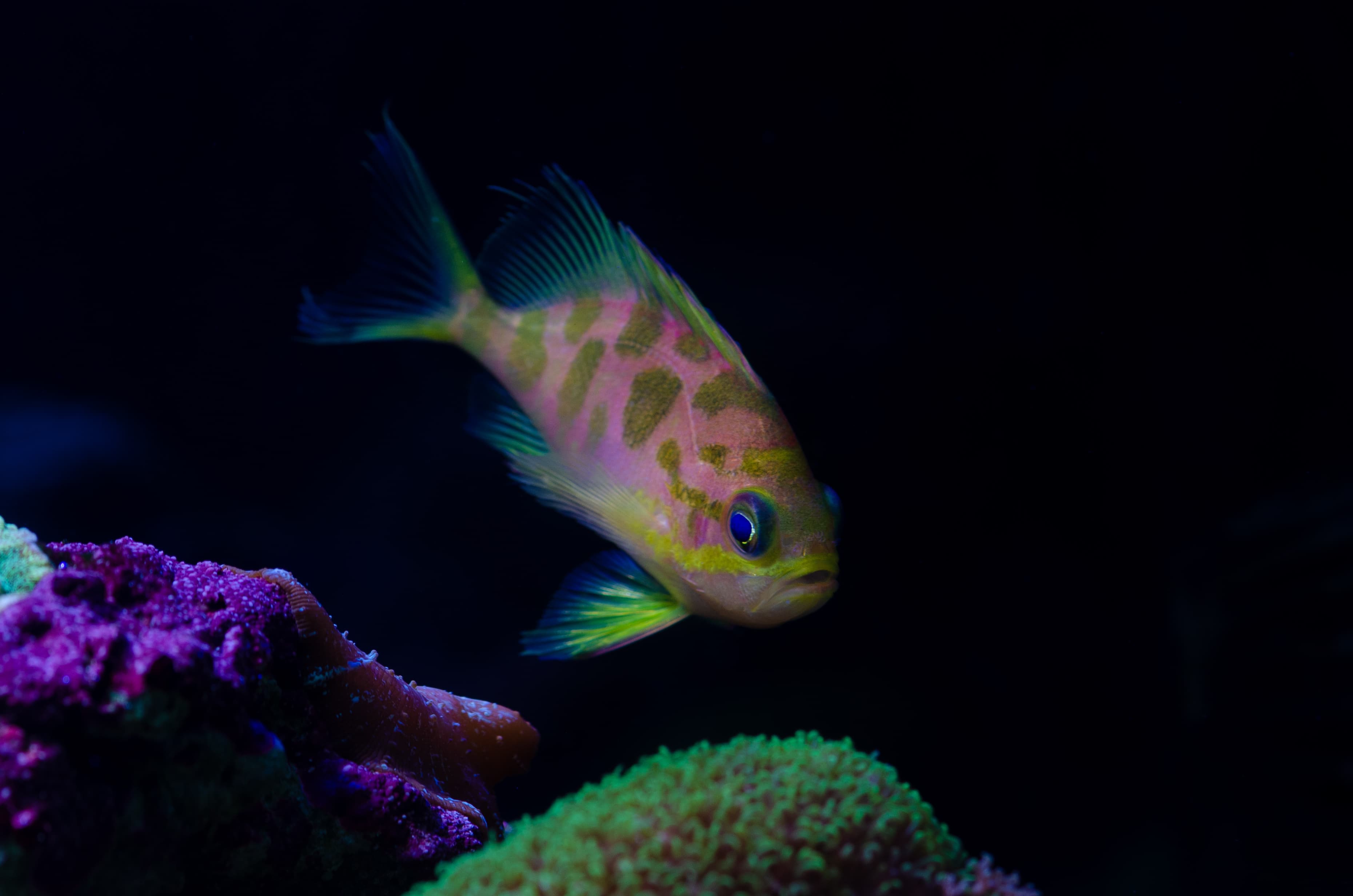 Borbonius Anthias (Odontanthias borbonius)