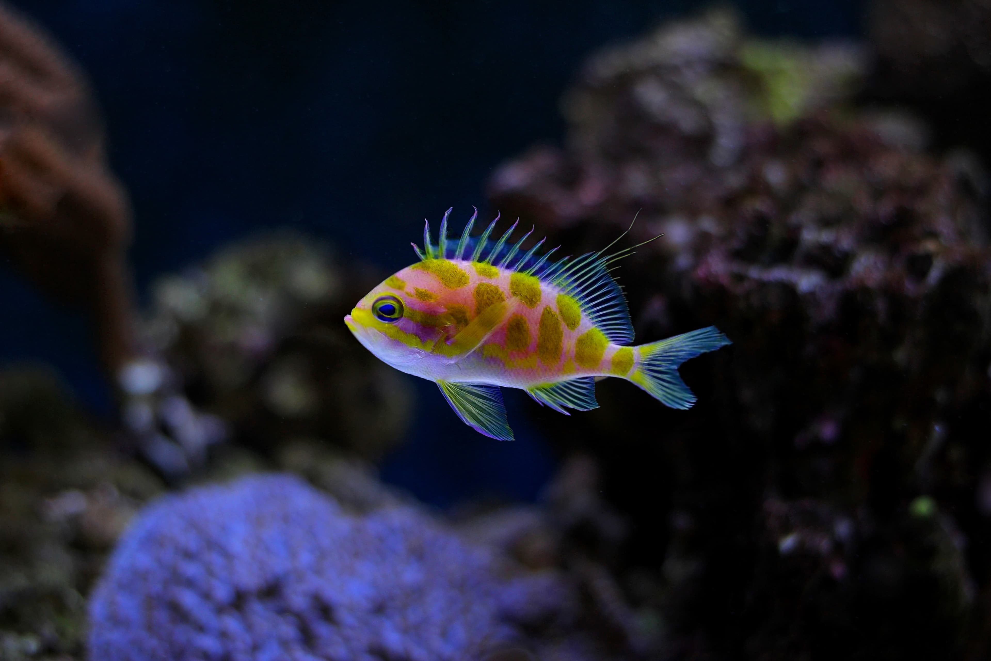 Borbonius Anthias (Odontanthias borbonius)