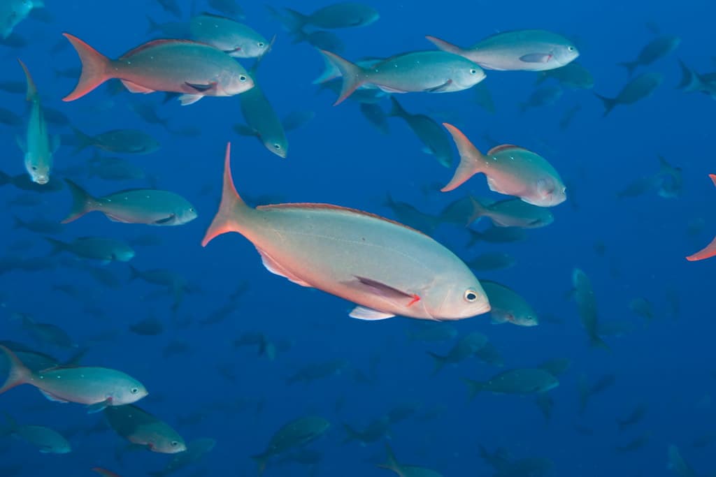 Pacific Creolefish (Cephalopholis colonus), Galápagos, Ecuador