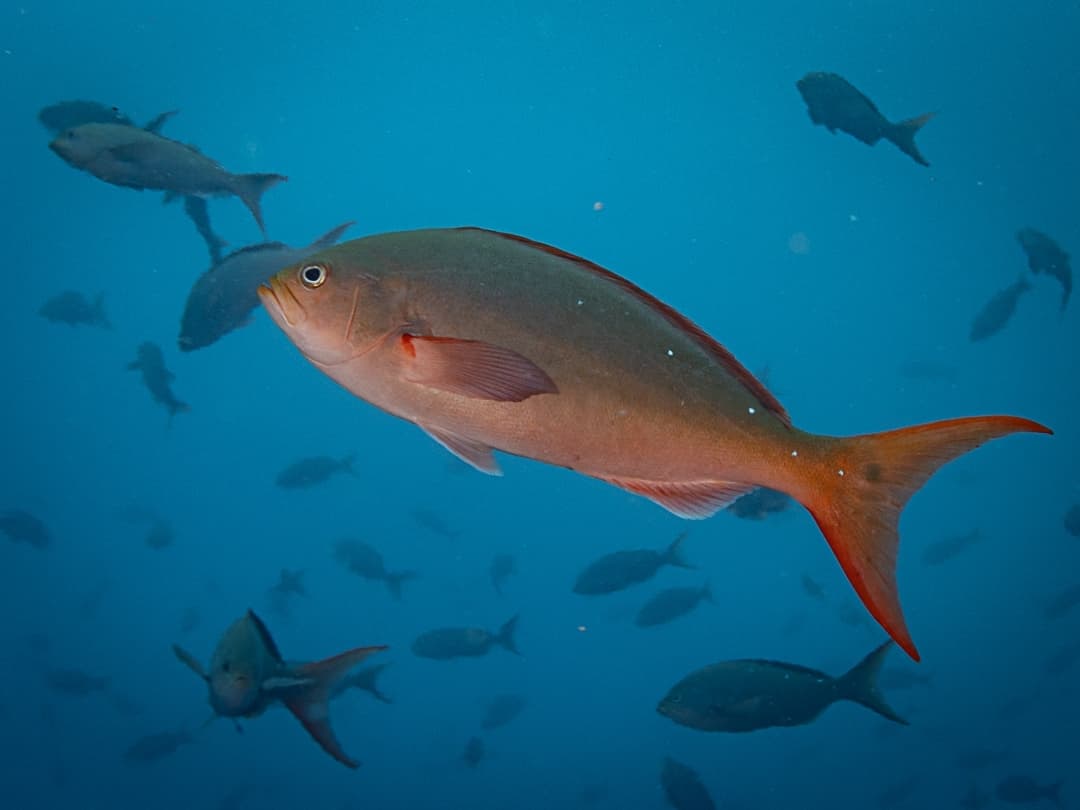 Pacific Creolefish (Cephalopholis colonus), Colombia