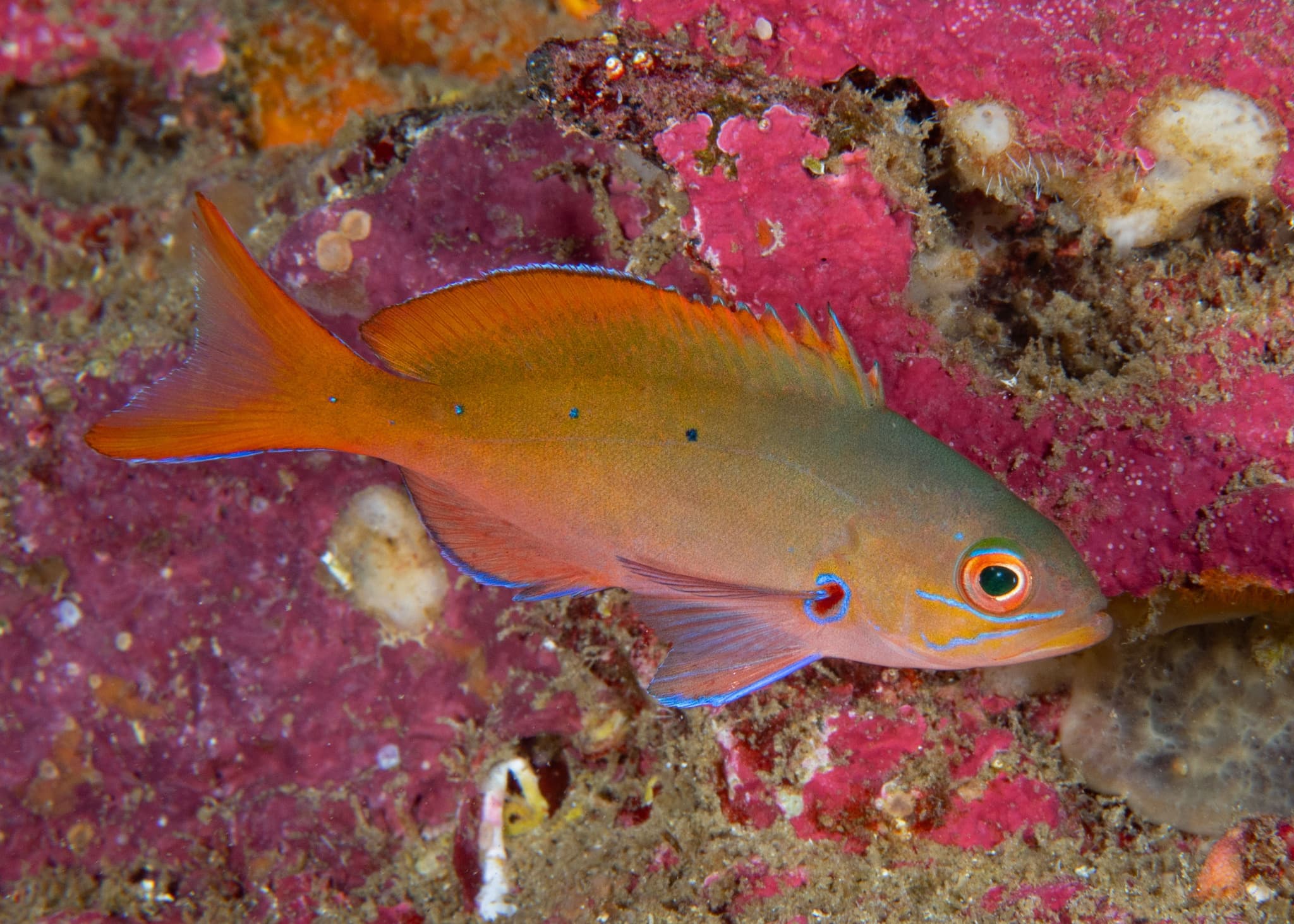 Pacific Creolefish (Cephalopholis colonus), Parque Nacional Galápagos, Galápagos, Ecuador