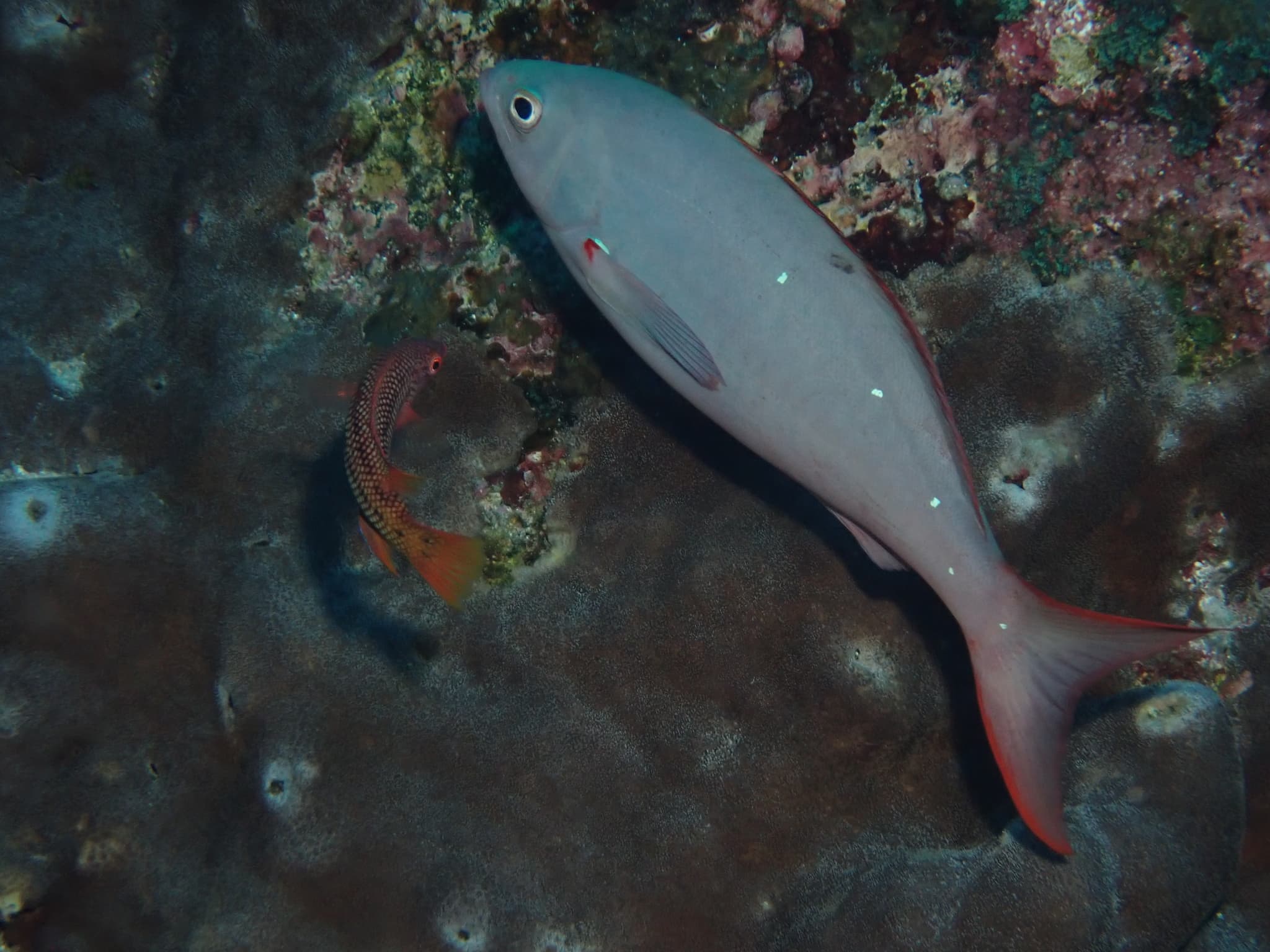 Pacific Creolefish (Cephalopholis colonus), Galápagos, Ecuador