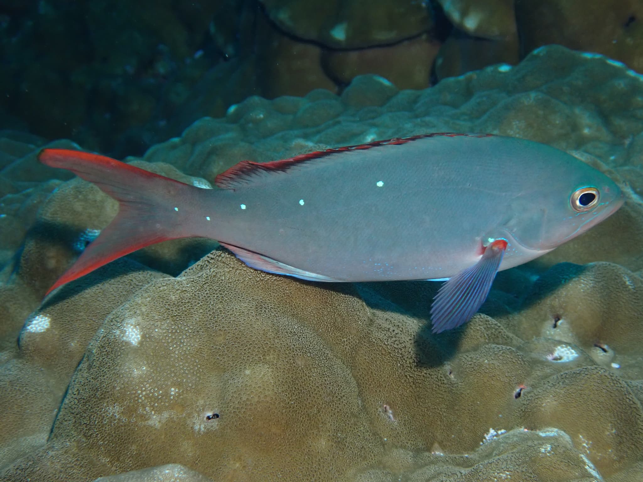 Pacific Creolefish (Cephalopholis colonus), Galápagos, Ecuador