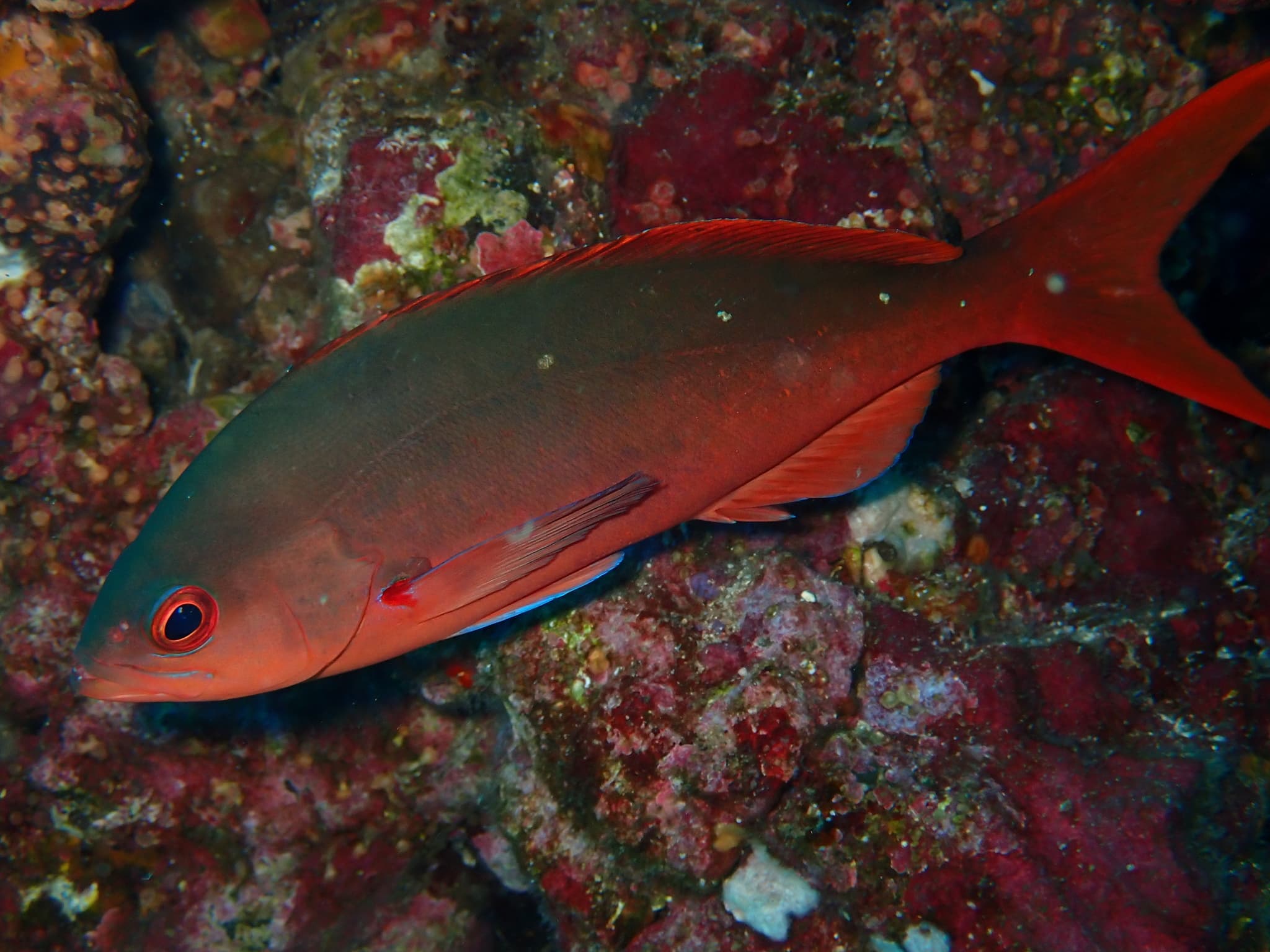 Pacific Creolefish (Cephalopholis colonus), Baltra, Ecuador