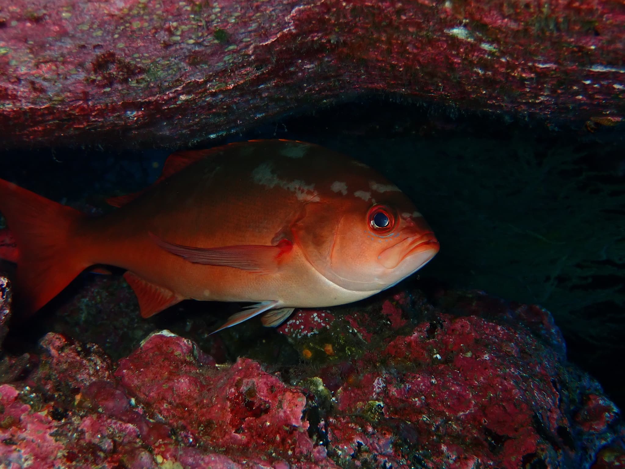 Pacific Creolefish (Cephalopholis colonus), Champion Island, Ecuador