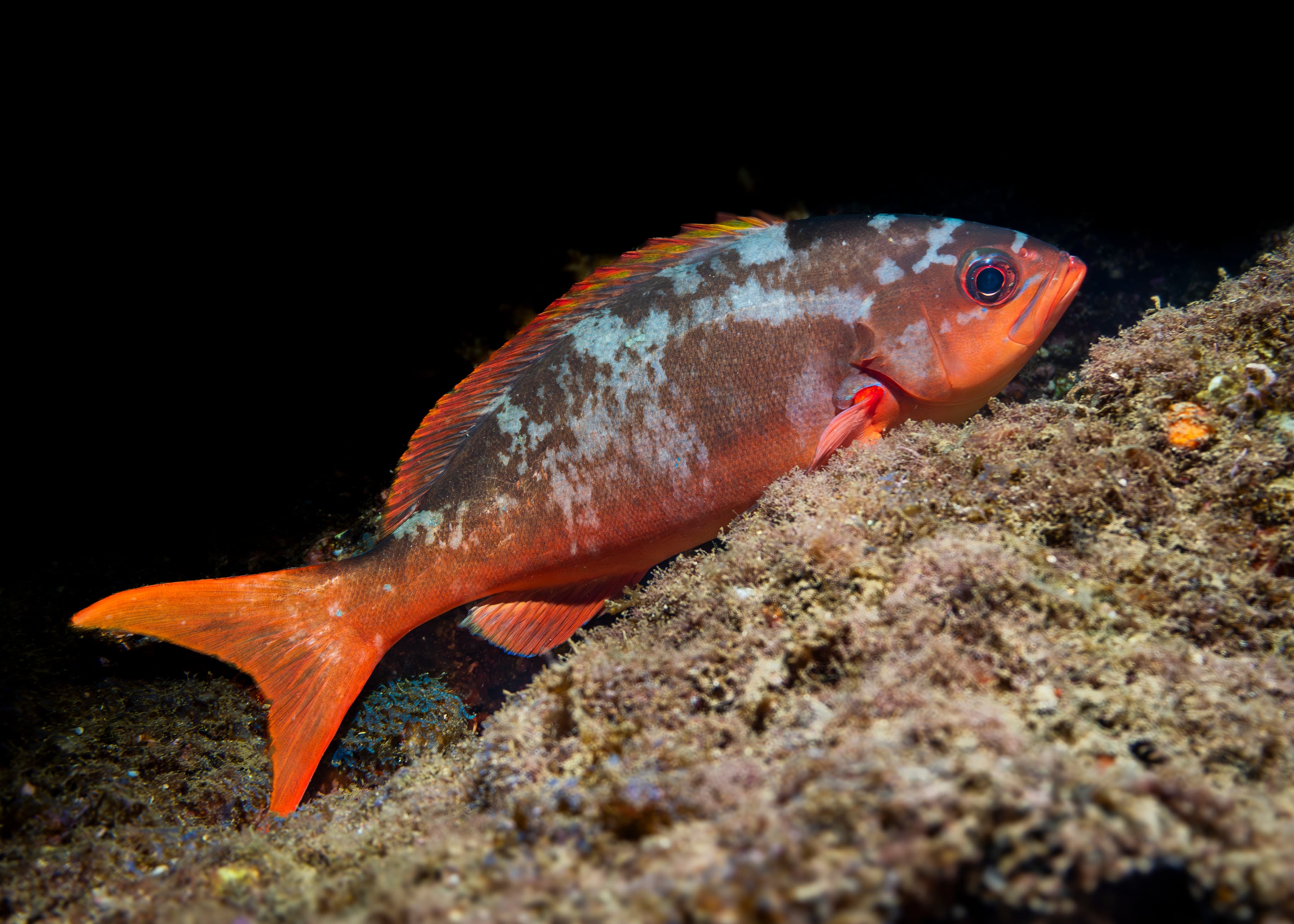 Pacific Creolefish (Cephalopholis colonus)